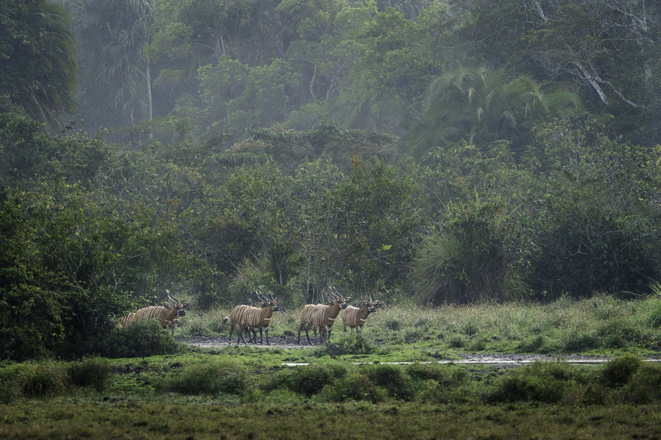 /wp-content/uploads/2022/07/Congo-HIGH-RES-scaled.jpg