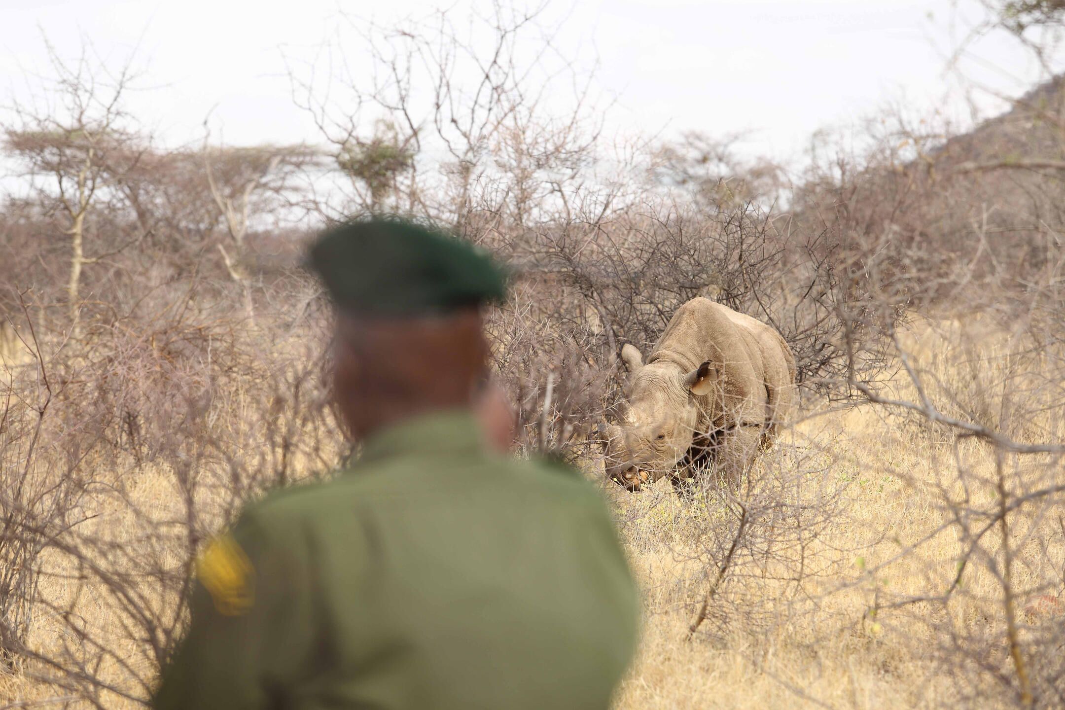 https://www.trackssafaris.co.uk/wp-content/uploads/2022/07/Saruni-Rhino-1.jpg