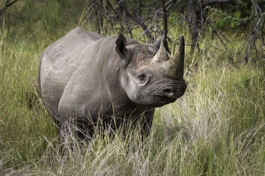 https://www.trackssafaris.co.uk/wp-content/uploads/2022/07/e_15.jpg