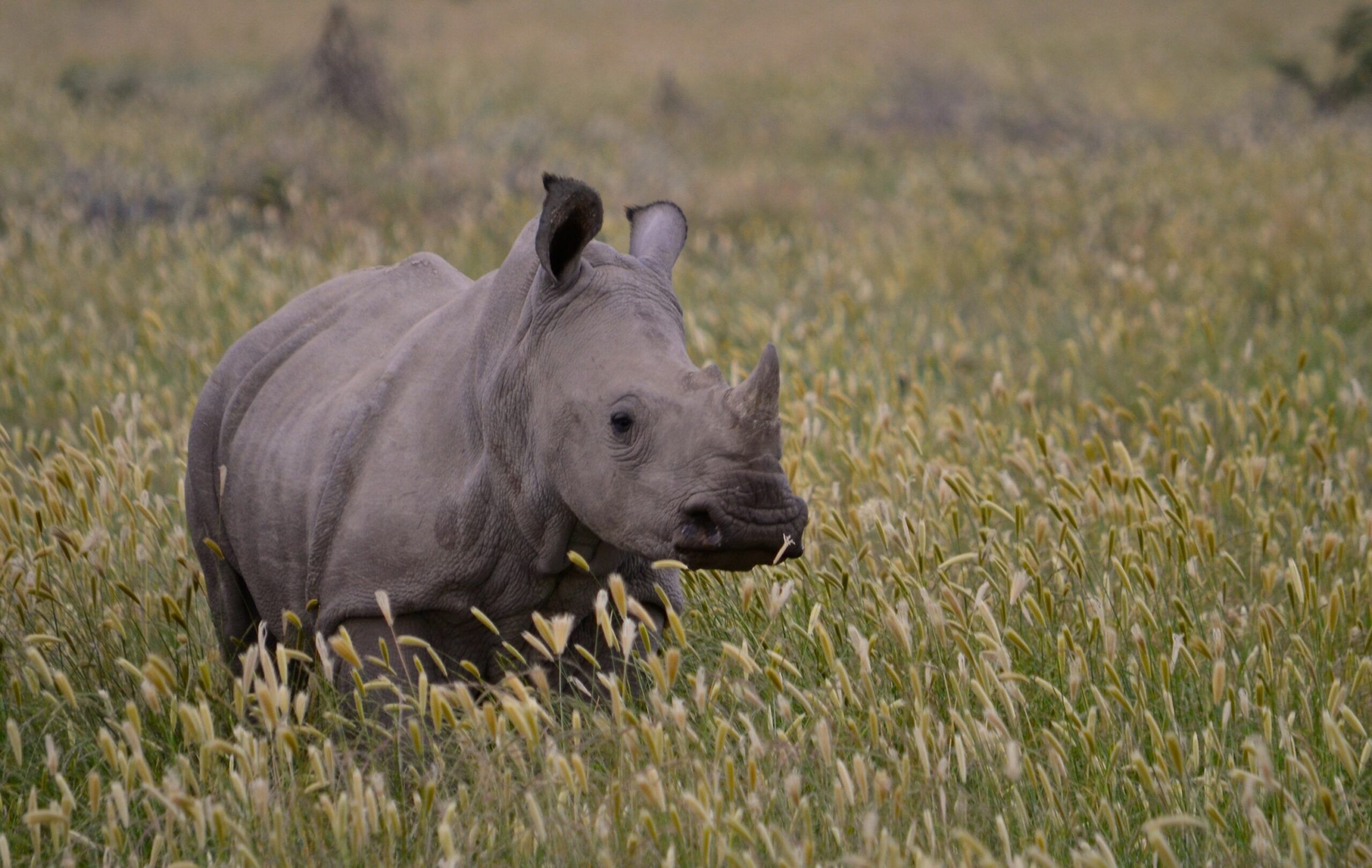 https://www.trackssafaris.co.uk/wp-content/uploads/2022/07/DSC_82493-scaled.jpg