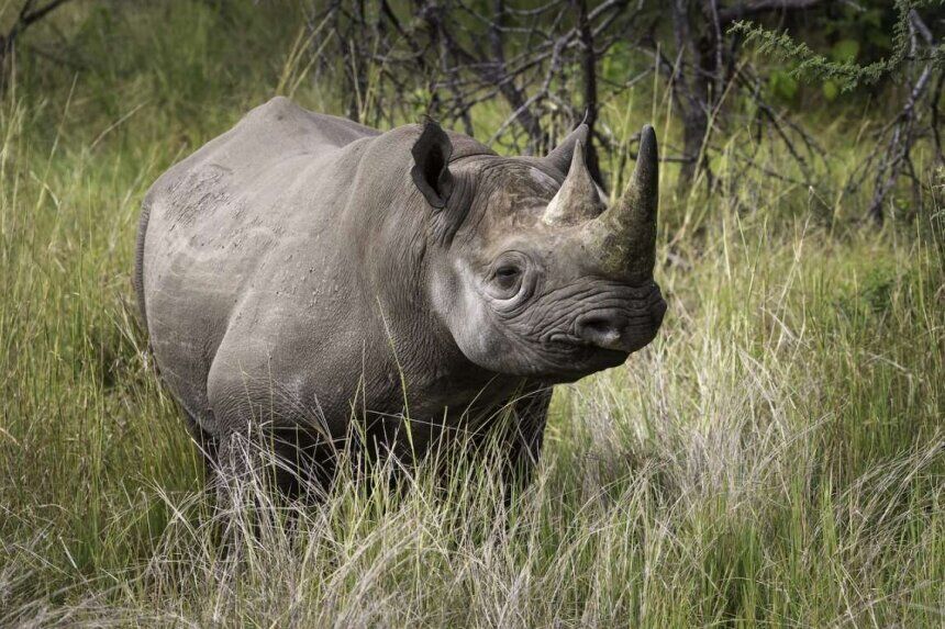 https://www.trackssafaris.co.uk/wp-content/uploads/2022/07/e_15.jpg