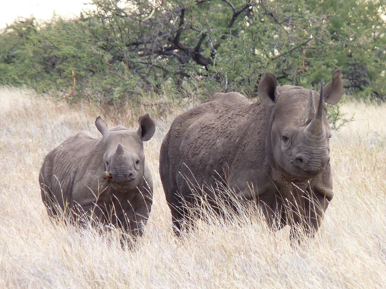 https://www.trackssafaris.co.uk/wp-content/uploads/2022/07/rhino-and-mum2.jpg