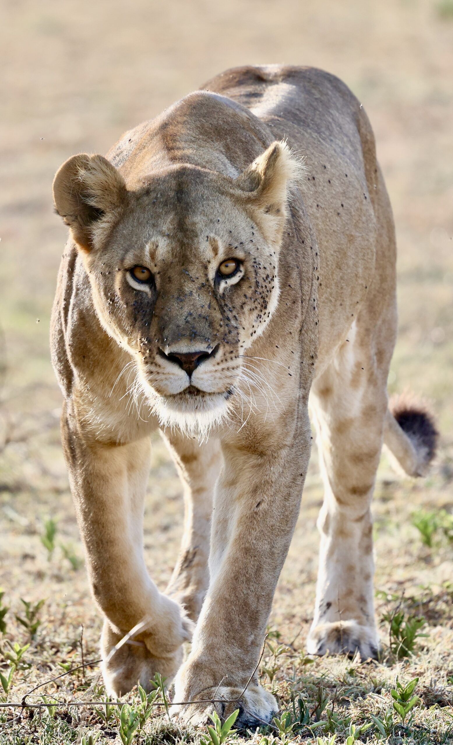 Sustainable Tanzania – Lions, Leopards and Turtles