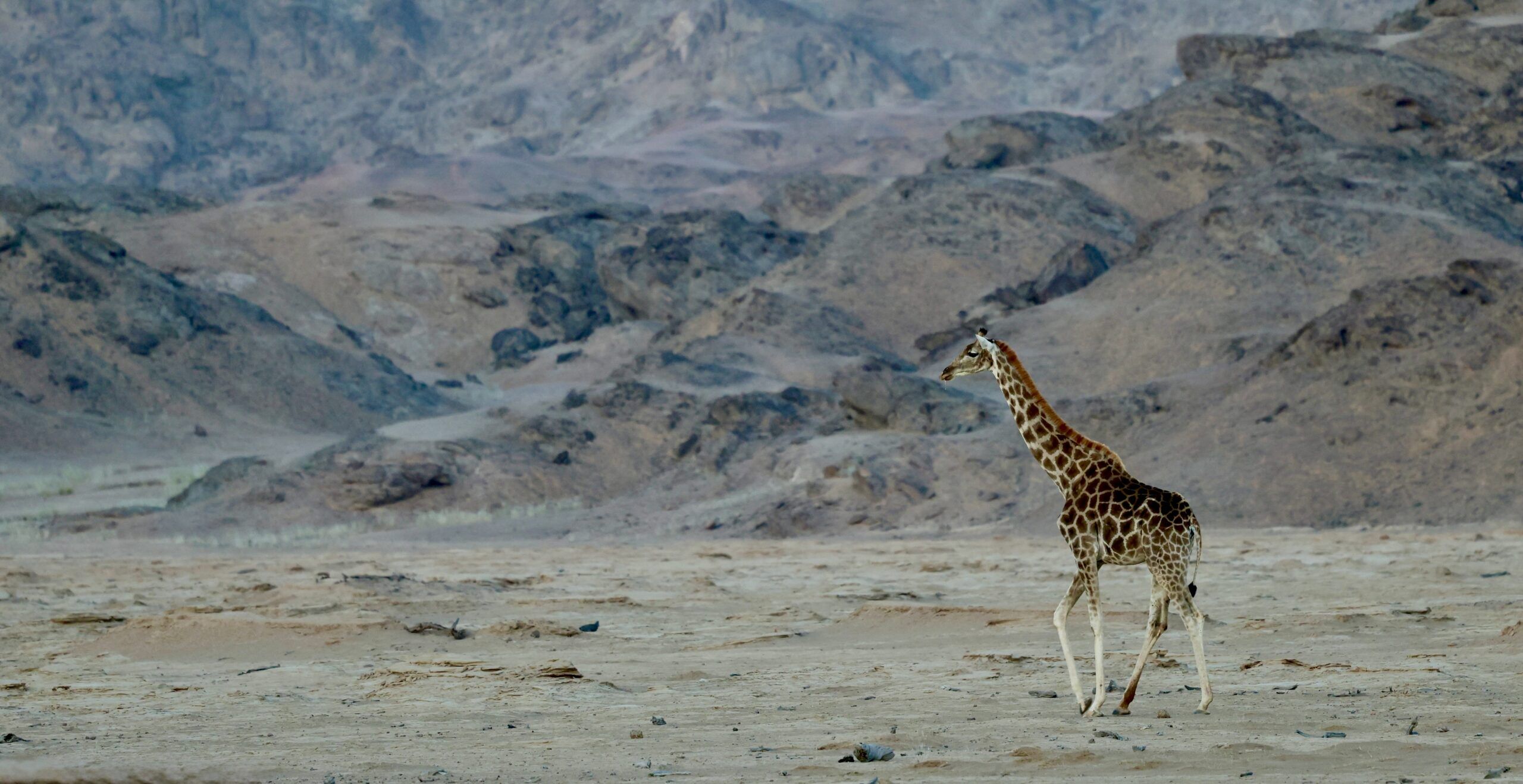 Discover Namibia: Vast Desert Landscapes, Exceptional Camps and Extraordinary Wildlife