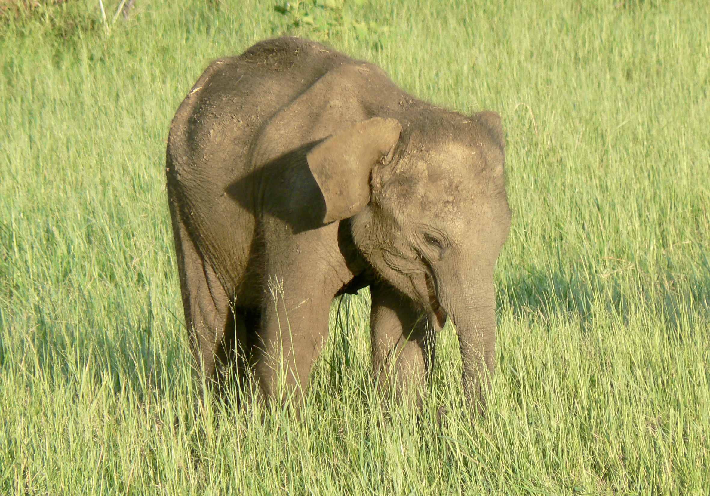 9 NIGHTS – SRI LANKA WILDLIFE, CULTURE AND BEACH