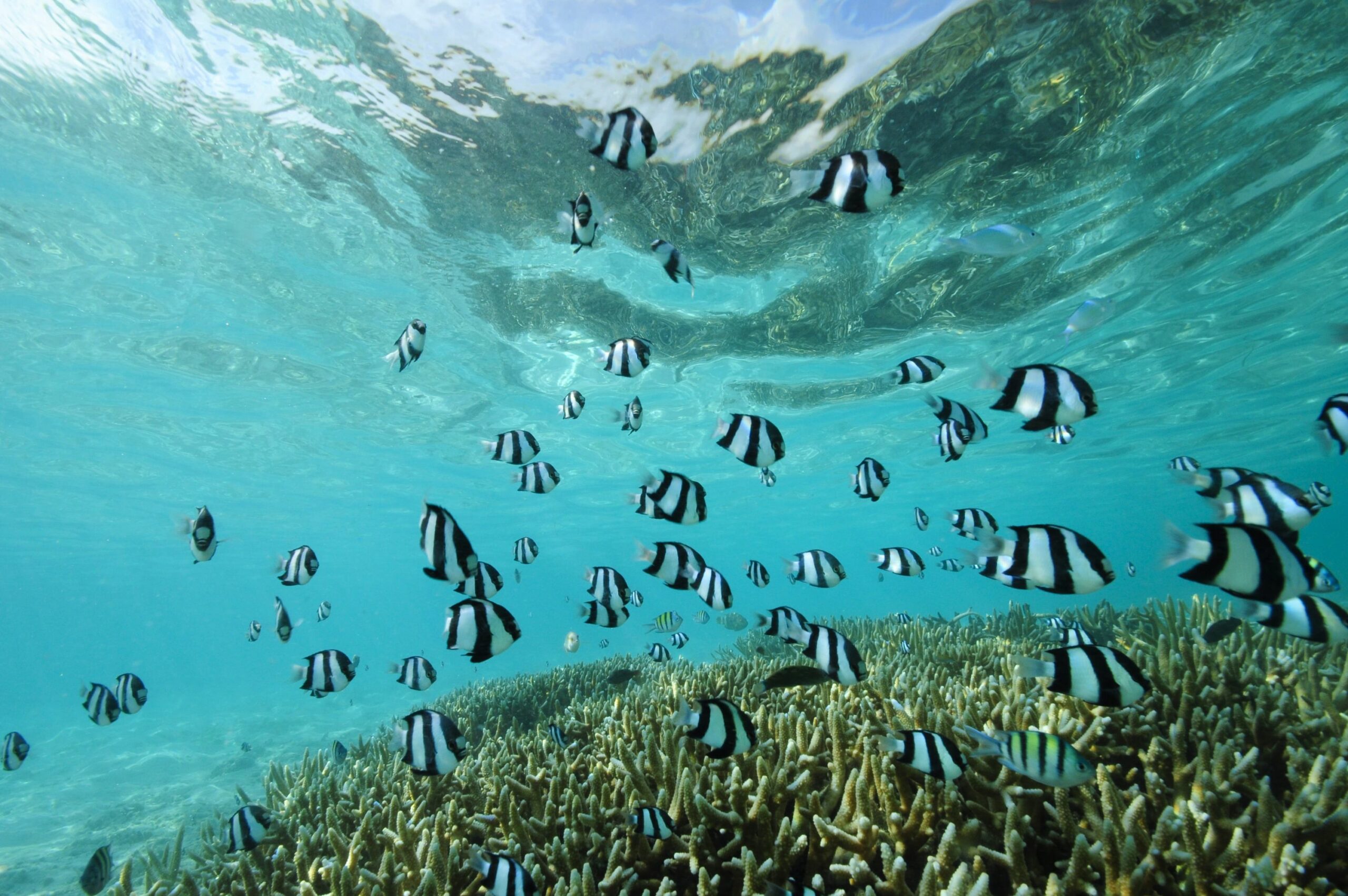 https://www.trackssafaris.co.uk/wp-content/uploads/2022/06/2021-GLM_Underwater-Shot-copy-scaled.jpg