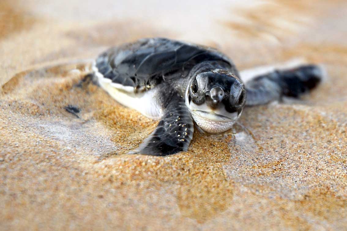 https://www.trackssafaris.co.uk/wp-content/uploads/2022/06/2_-PRINCIPE-ISLAND-Baby-sea-turtle-copy.jpg