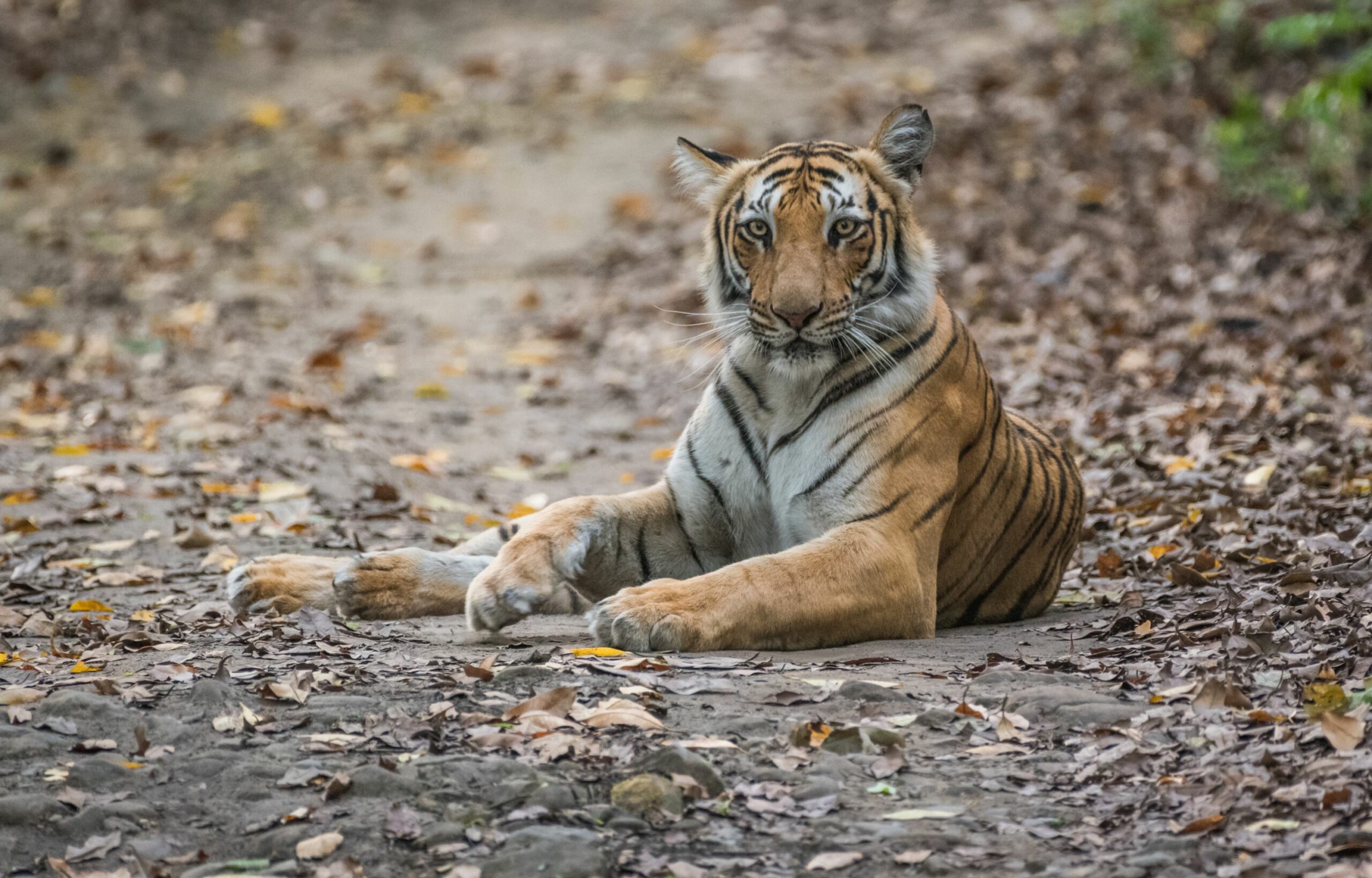 https://www.trackssafaris.co.uk/wp-content/uploads/2022/06/40788600854_60845aa6b0_o-copy-scaled.jpg