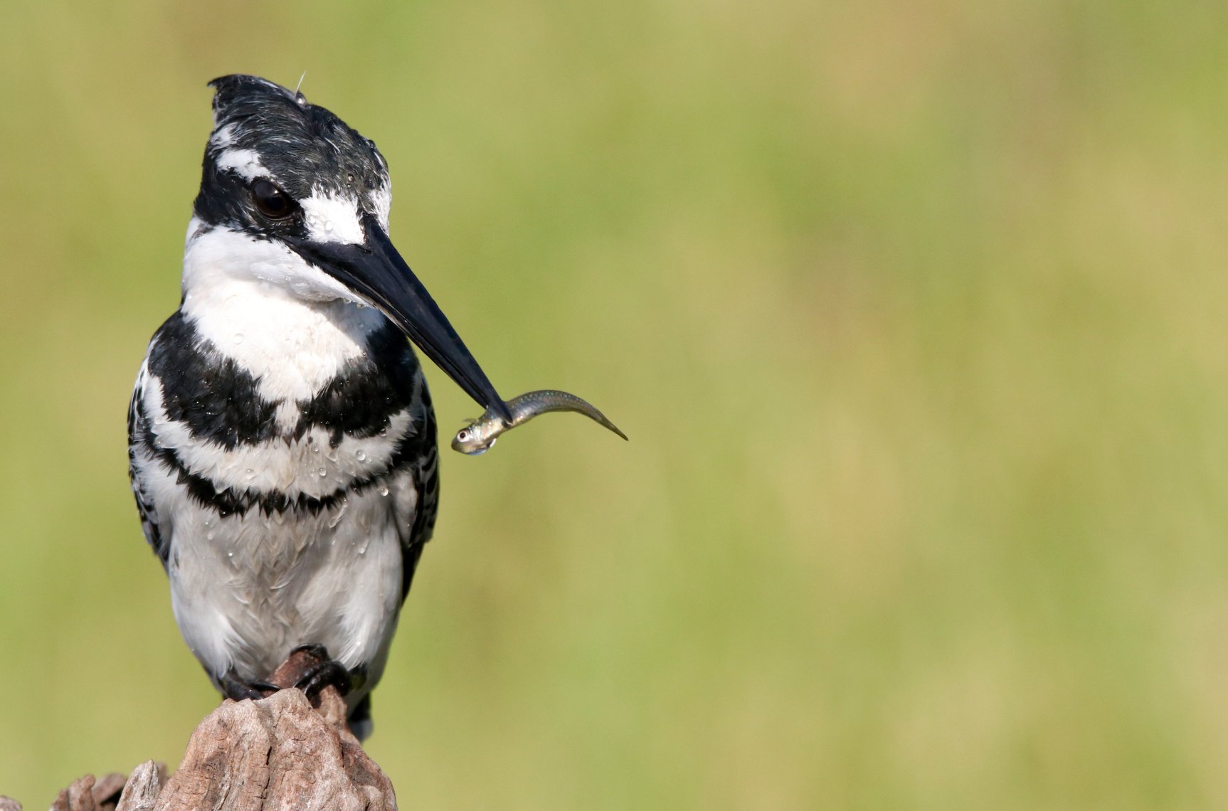https://www.trackssafaris.co.uk/wp-content/uploads/2022/06/67207656_2982382045135955_5303676048053895168_o.jpg