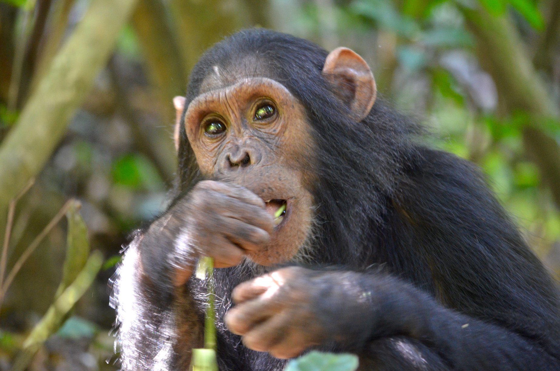 https://www.trackssafaris.co.uk/wp-content/uploads/2022/06/67368737_3004715836235909_3945614647553425408_o.jpg