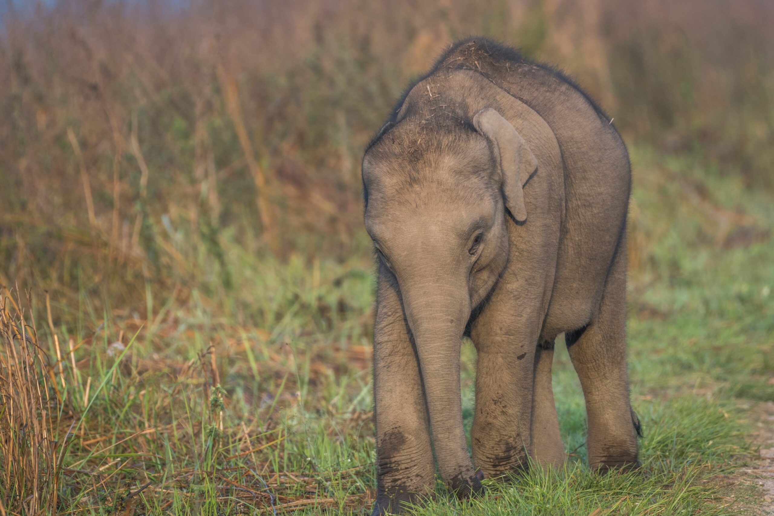 https://www.trackssafaris.co.uk/wp-content/uploads/2022/06/BABY-ELEPHANT-CORBETT-VARUN-scaled.jpg