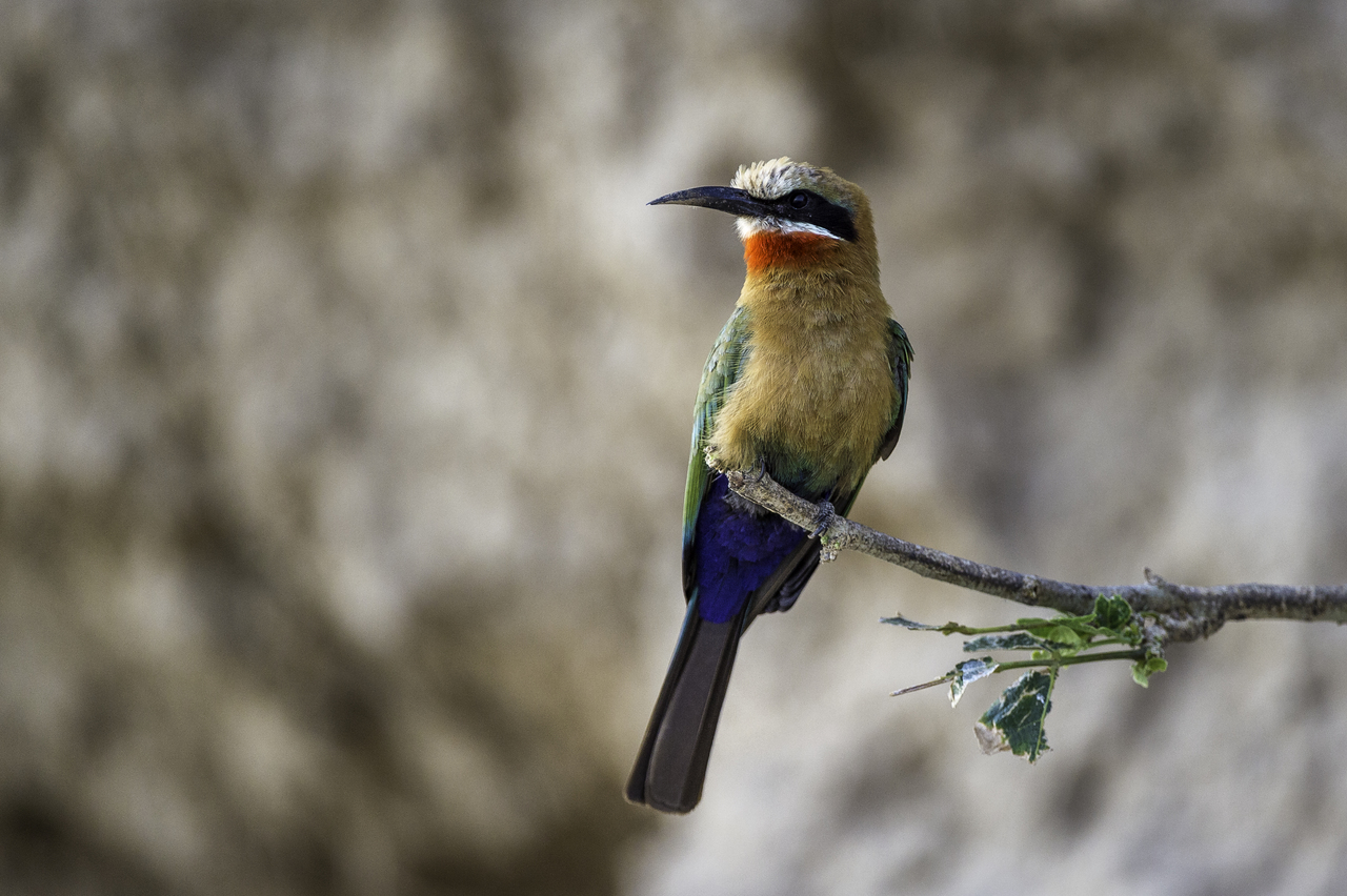 https://www.trackssafaris.co.uk/wp-content/uploads/2022/06/BEE-EATER-ZAMBIA-MID-RES.jpg