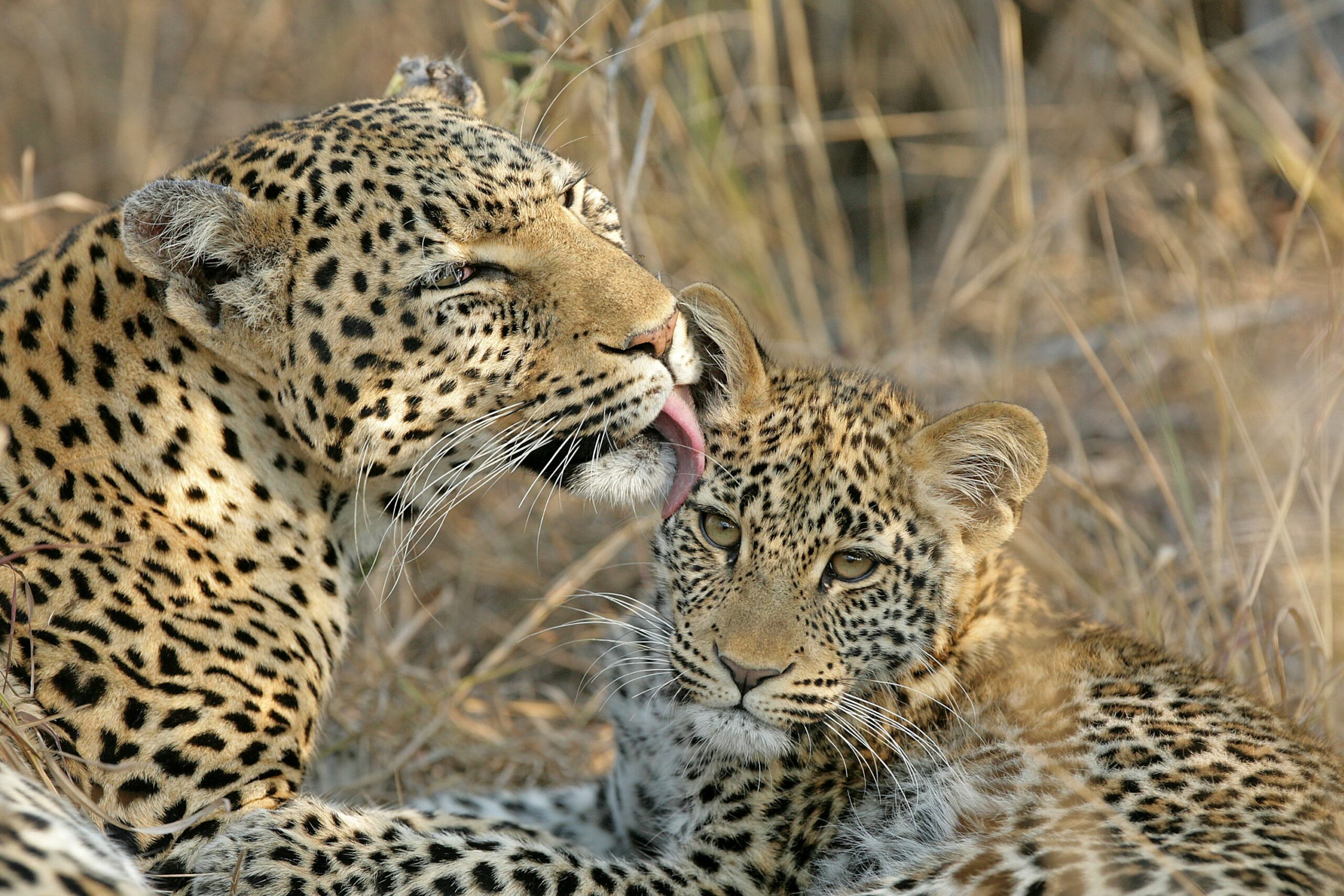 https://www.trackssafaris.co.uk/wp-content/uploads/2022/06/BEYOND-HIGH-RES-LEOPARDS-scaled.jpg