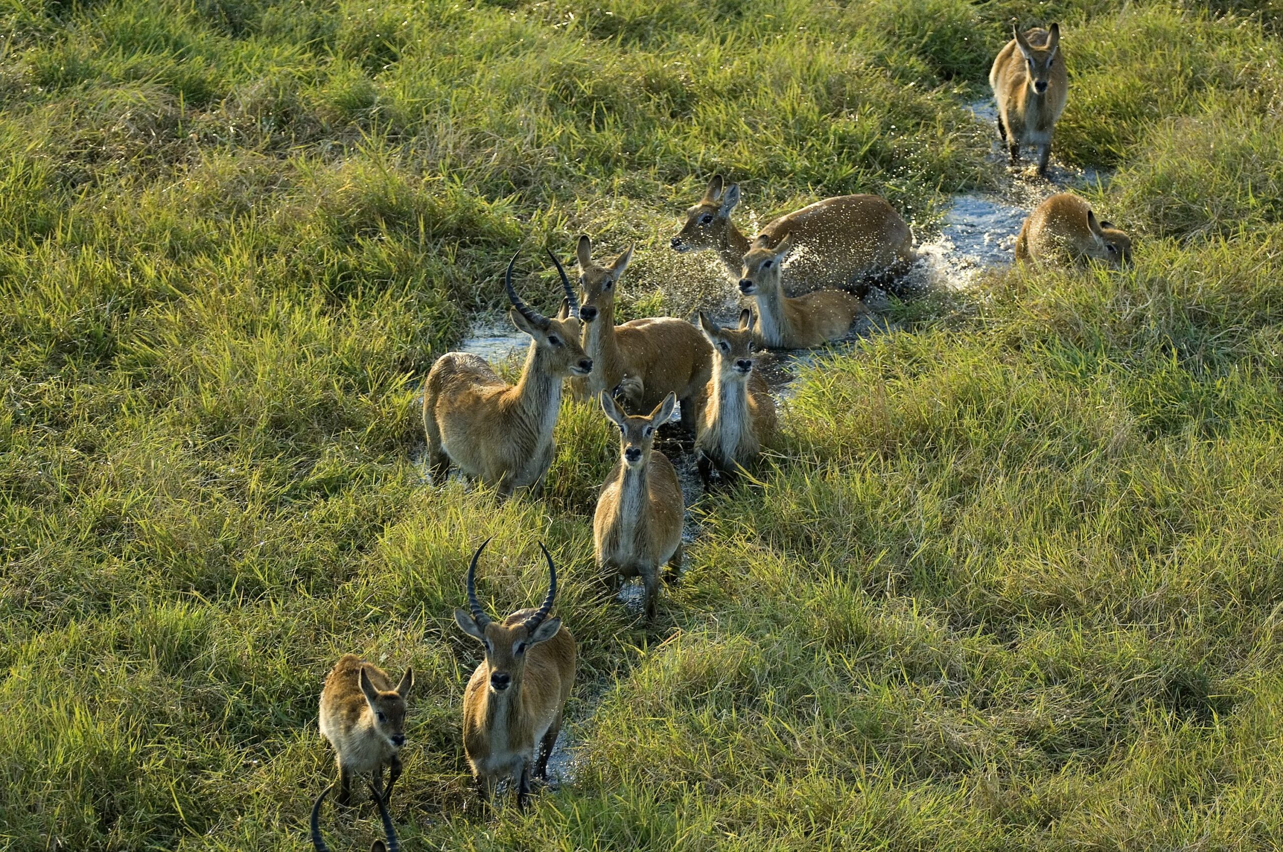 https://www.trackssafaris.co.uk/wp-content/uploads/2022/06/BusangaPlains067-2-copy-scaled.jpg