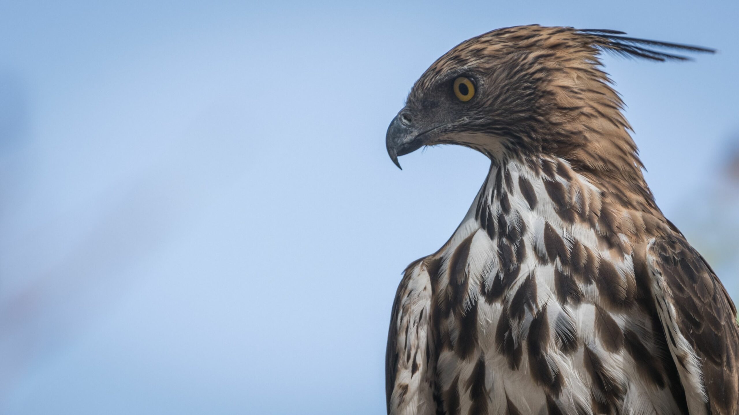 https://www.trackssafaris.co.uk/wp-content/uploads/2022/06/CHANGEABLE-HAWK-EAGLE-VARUN-scaled.jpg