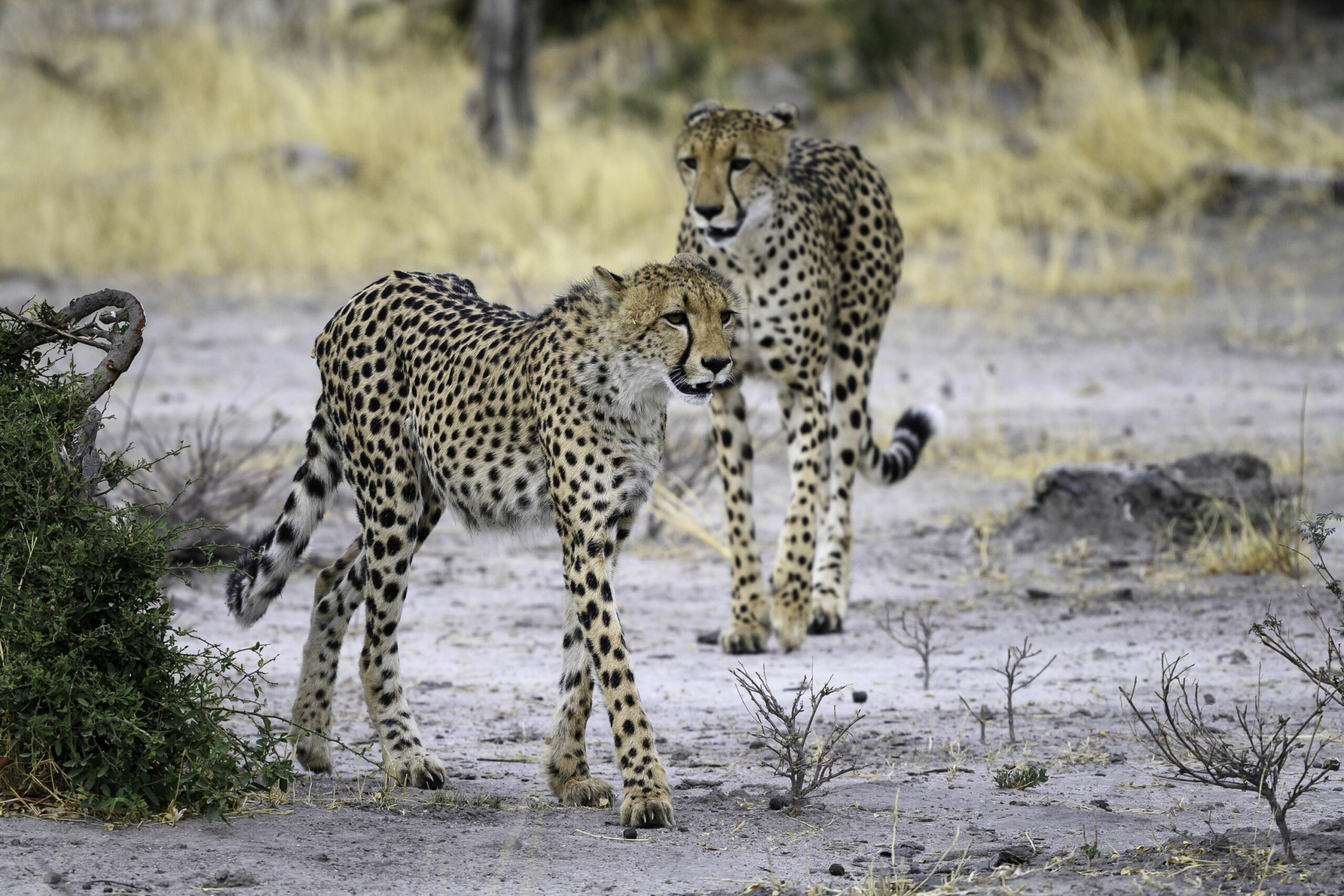 https://www.trackssafaris.co.uk/wp-content/uploads/2022/06/CHEETAH-1-scaled.jpg
