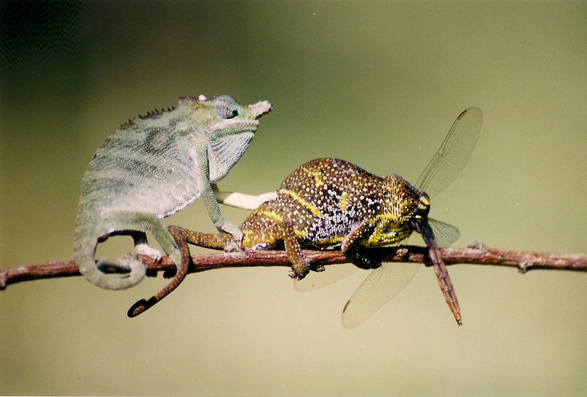 https://www.trackssafaris.co.uk/wp-content/uploads/2022/06/Chameleons-Tim.jpg