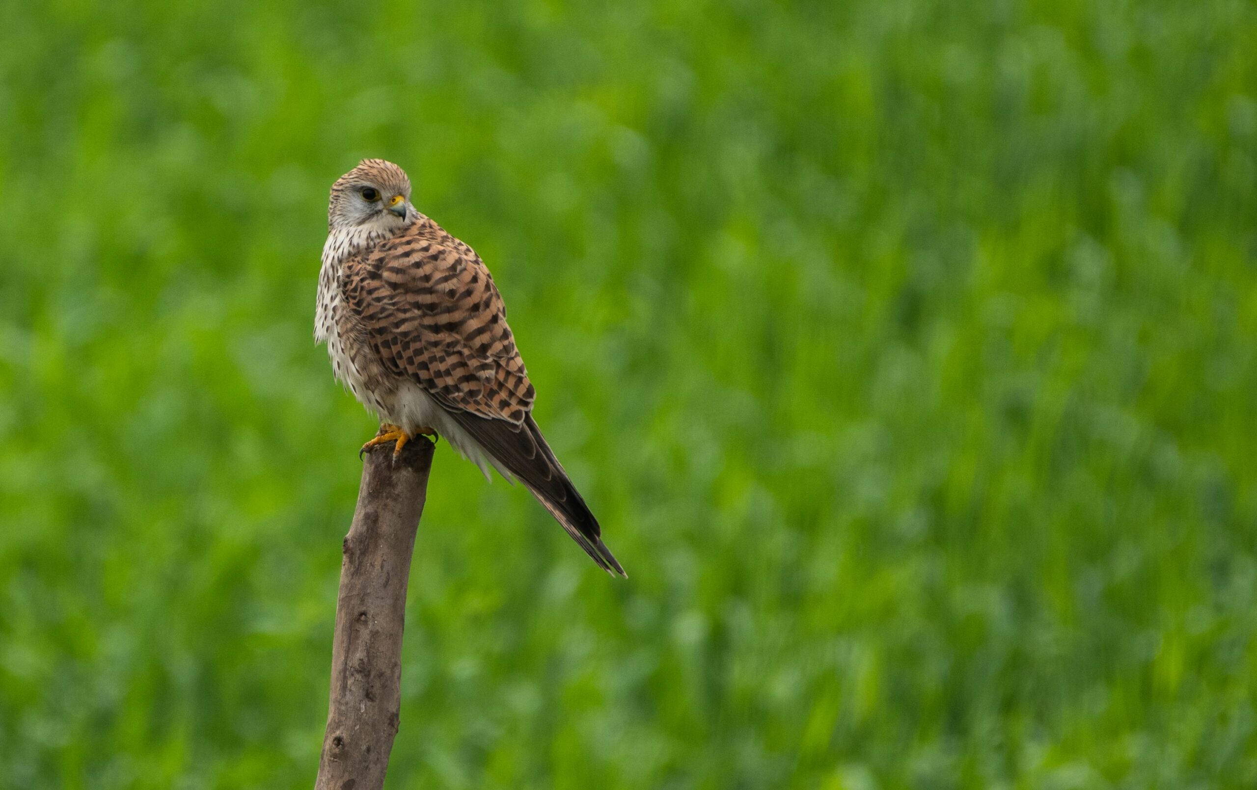 https://www.trackssafaris.co.uk/wp-content/uploads/2022/06/Common-Kestrel-scaled.jpg