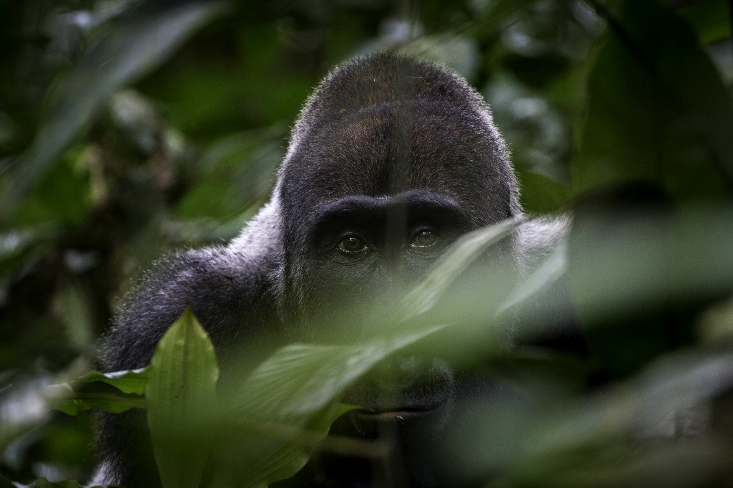 https://www.trackssafaris.co.uk/wp-content/uploads/2022/06/Congo-2013-0HIGH-RES-GORILLA3-scaled.jpg