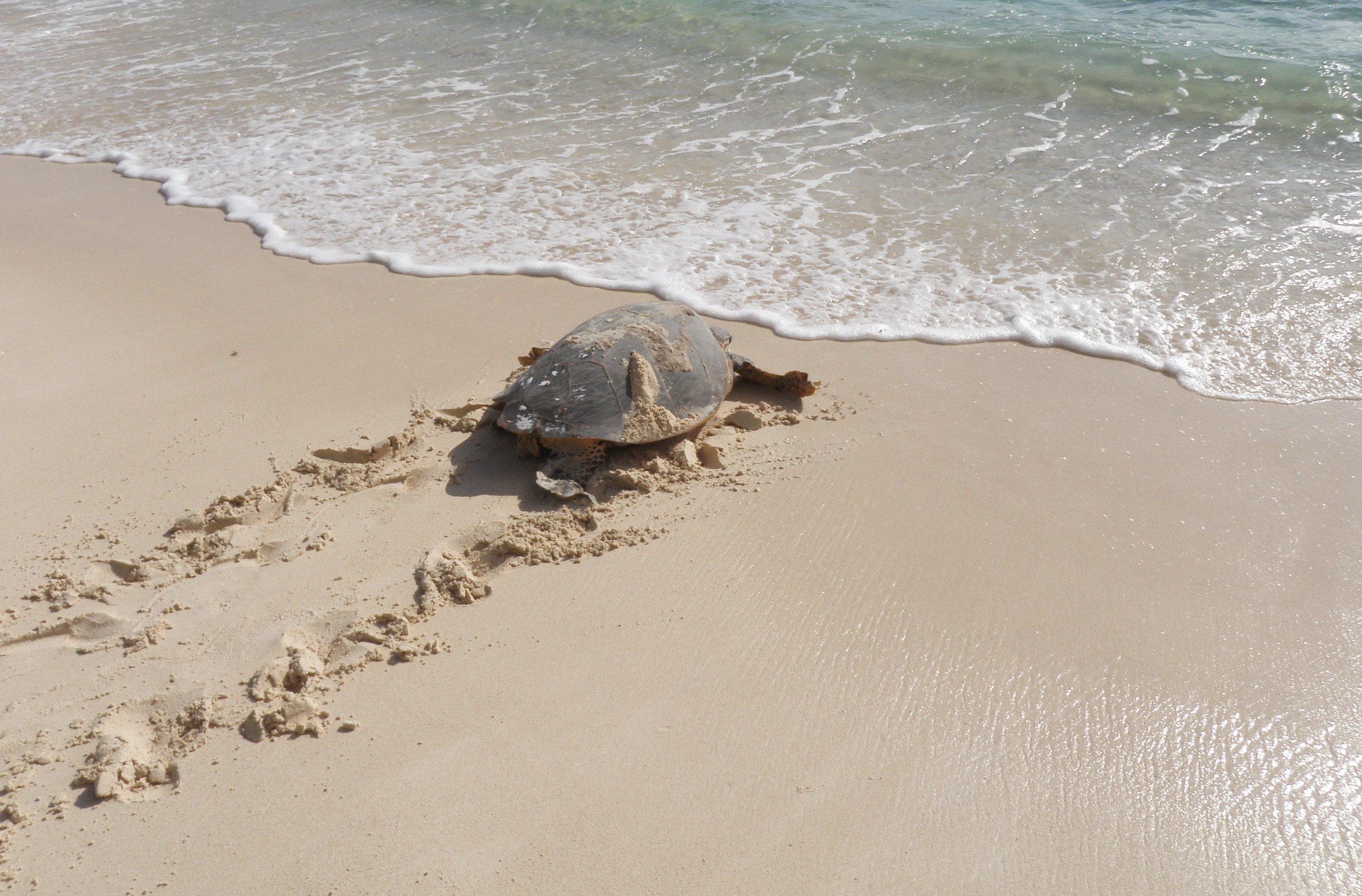 https://www.trackssafaris.co.uk/wp-content/uploads/2022/06/Constance-Lemuria-Resort-turtle-back-to-sea-copy.jpg