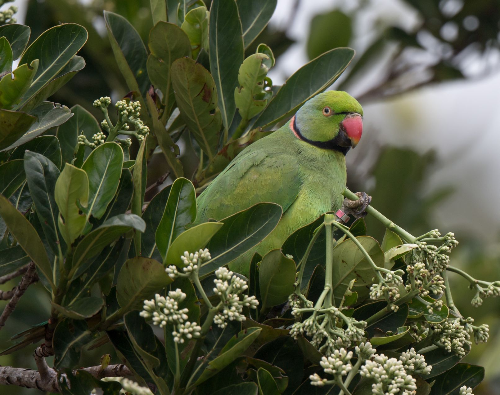https://www.trackssafaris.co.uk/wp-content/uploads/2022/06/DSC1030-copy.jpg