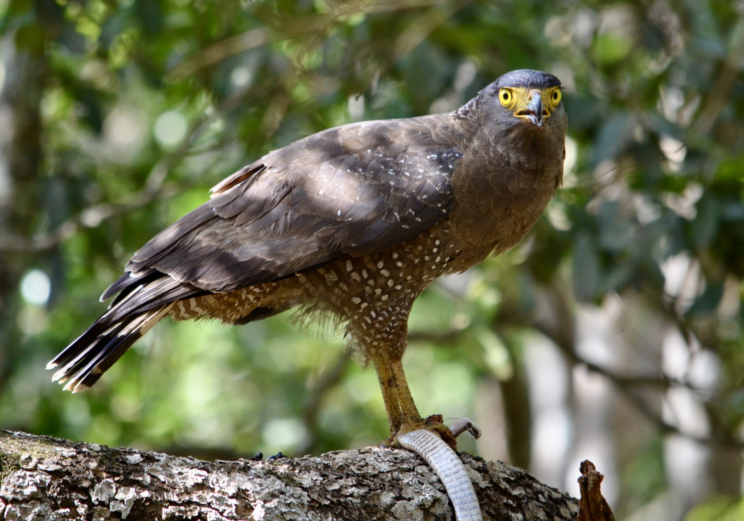 11 NIGHTS – SRI LANKA BIRDING AND WILDLIFE