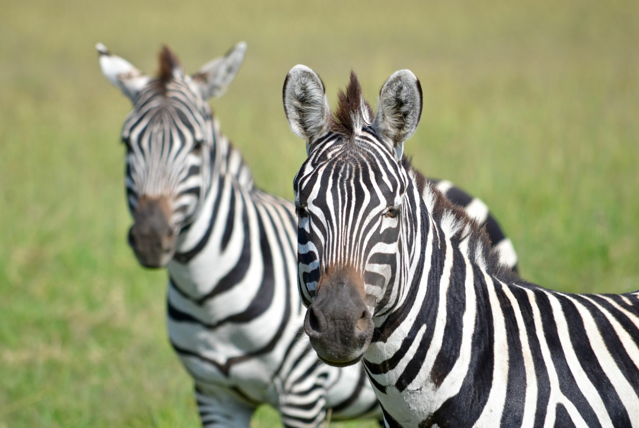 https://www.trackssafaris.co.uk/wp-content/uploads/2022/06/DSC_15592-scaled.jpg