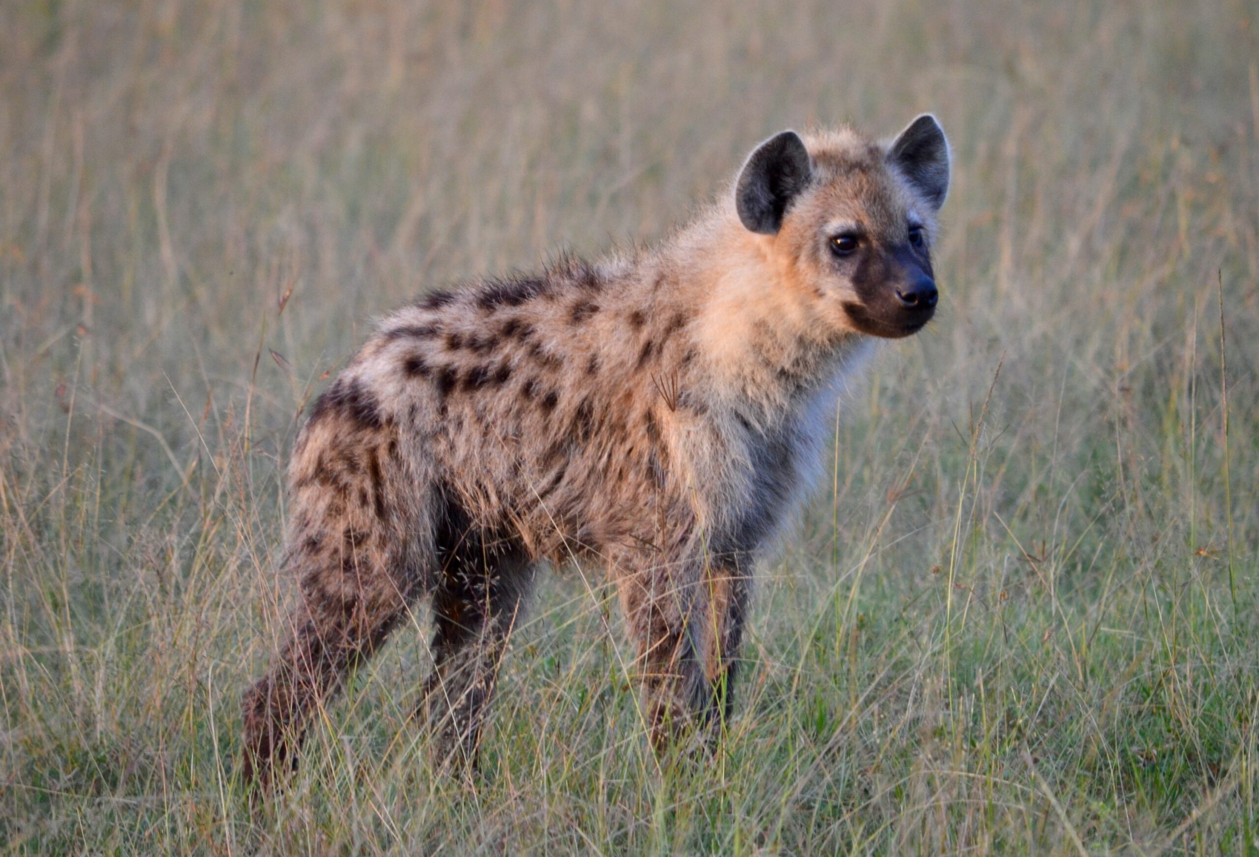 https://www.trackssafaris.co.uk/wp-content/uploads/2022/06/DSC_2096-scaled.jpg