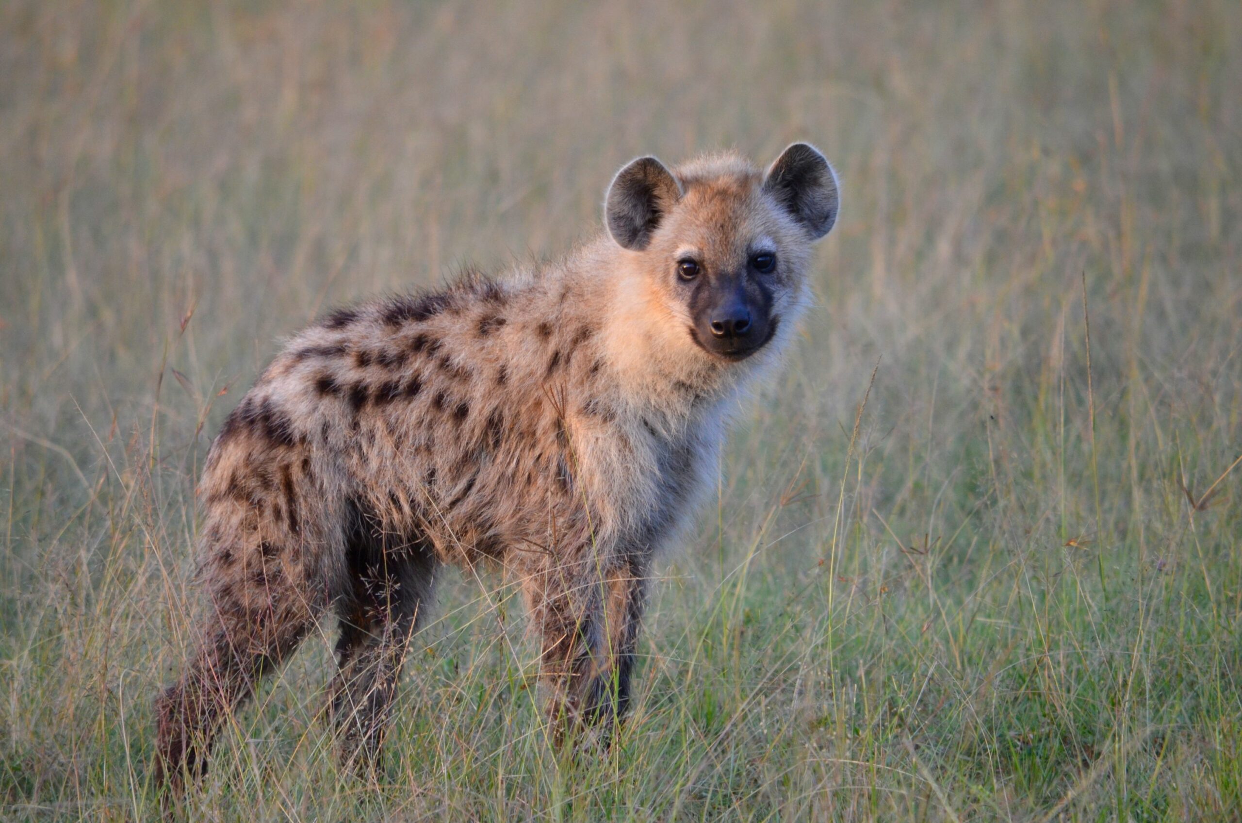 https://www.trackssafaris.co.uk/wp-content/uploads/2022/06/DSC_20972-scaled.jpg