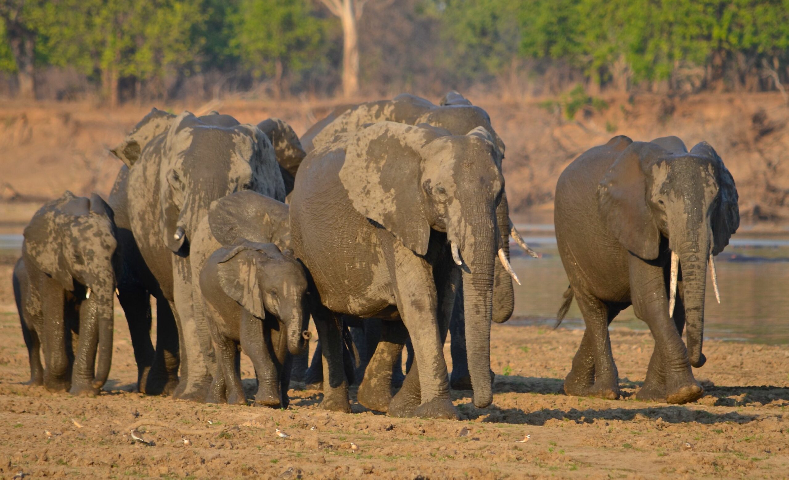 https://www.trackssafaris.co.uk/wp-content/uploads/2022/06/DSC_27711-scaled.jpg