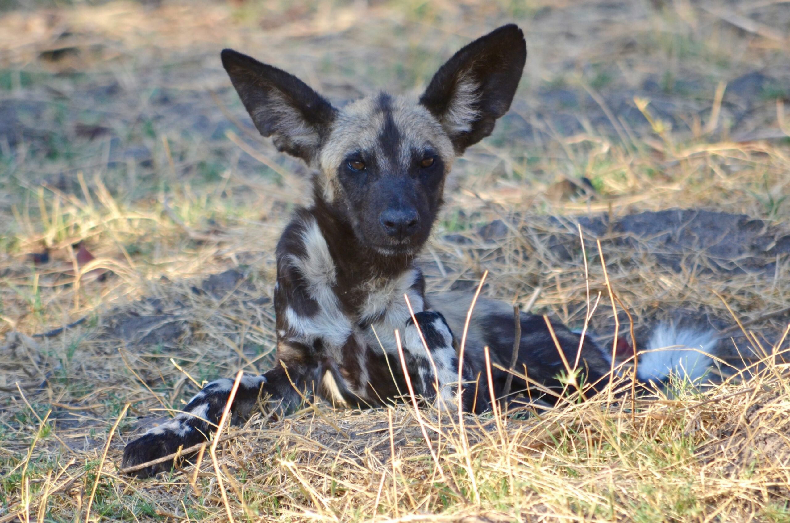 https://www.trackssafaris.co.uk/wp-content/uploads/2022/06/DSC_3056-scaled.jpg