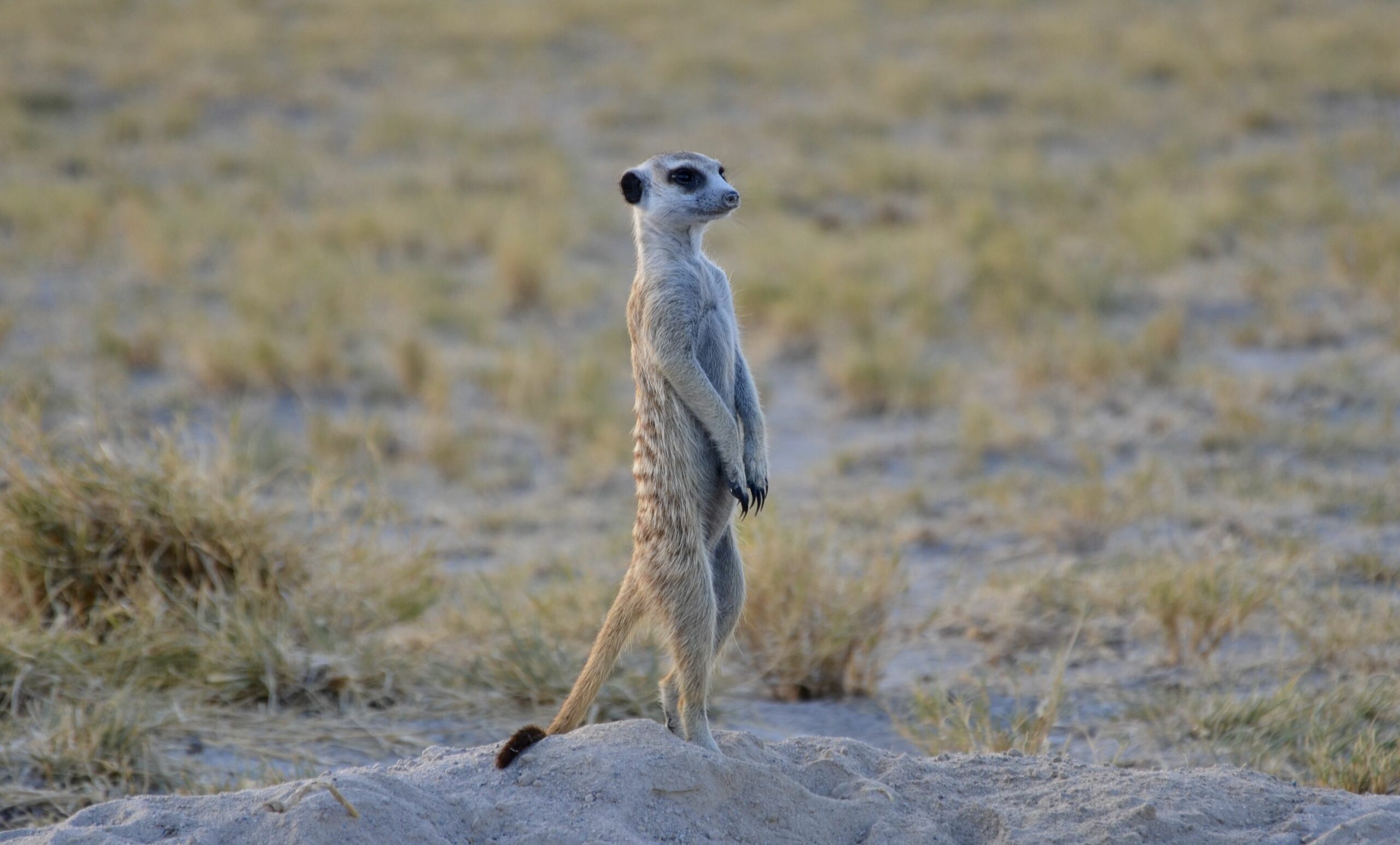 https://www.trackssafaris.co.uk/wp-content/uploads/2022/06/DSC_3491-scaled.jpeg