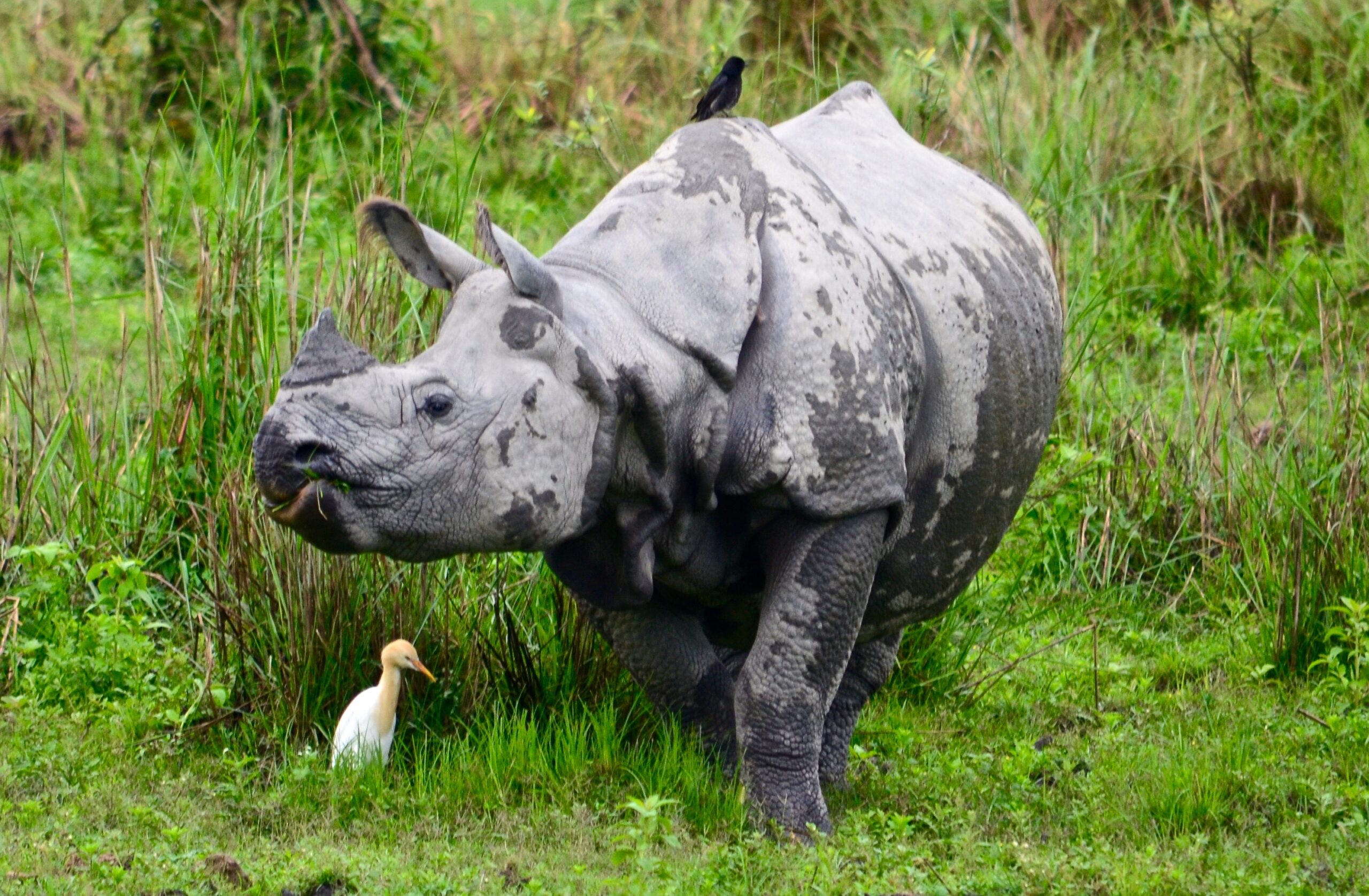 https://www.trackssafaris.co.uk/wp-content/uploads/2022/06/DSC_4561-1-scaled.jpg