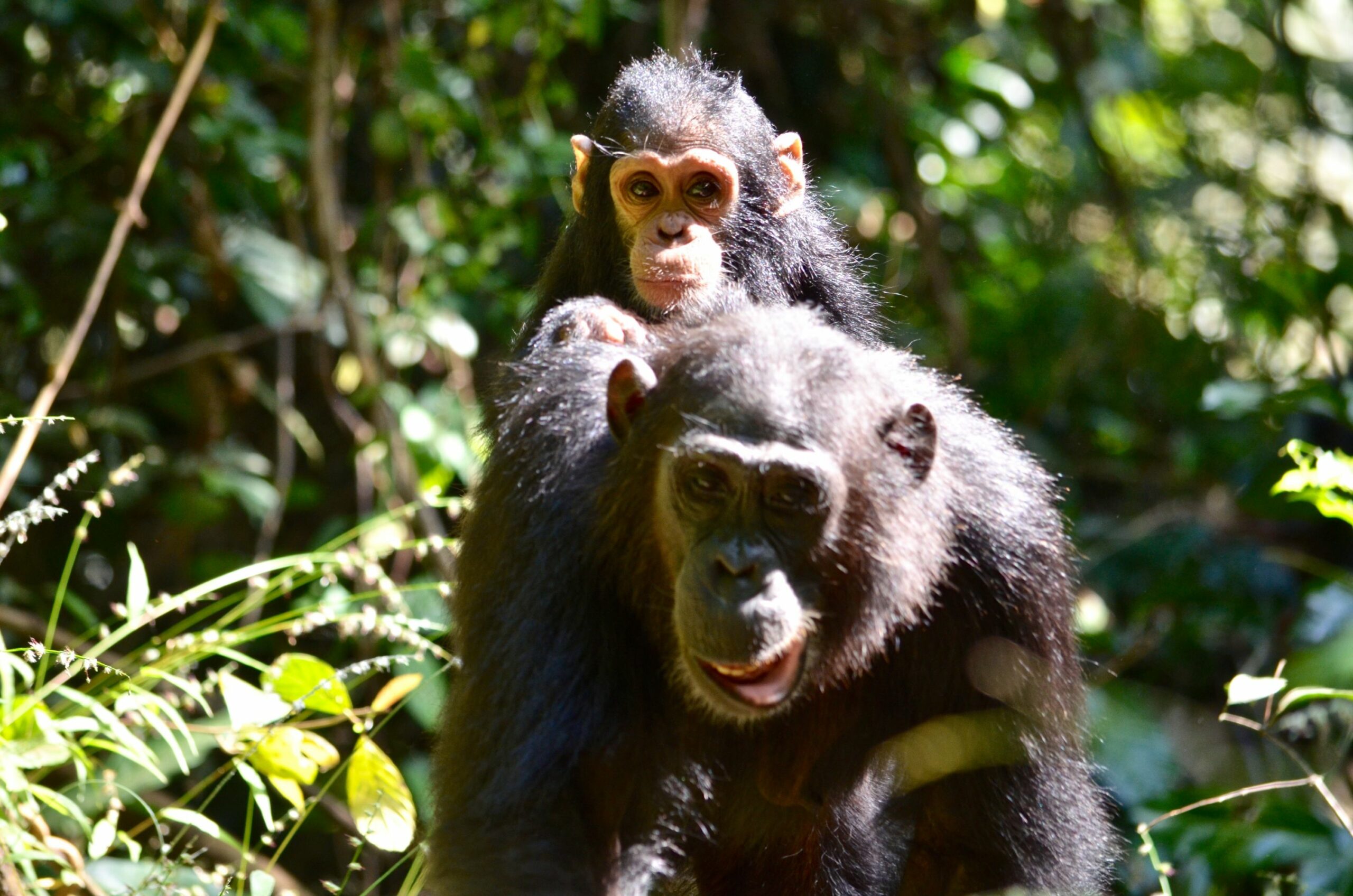 https://www.trackssafaris.co.uk/wp-content/uploads/2022/06/DSC_5524-scaled.jpg