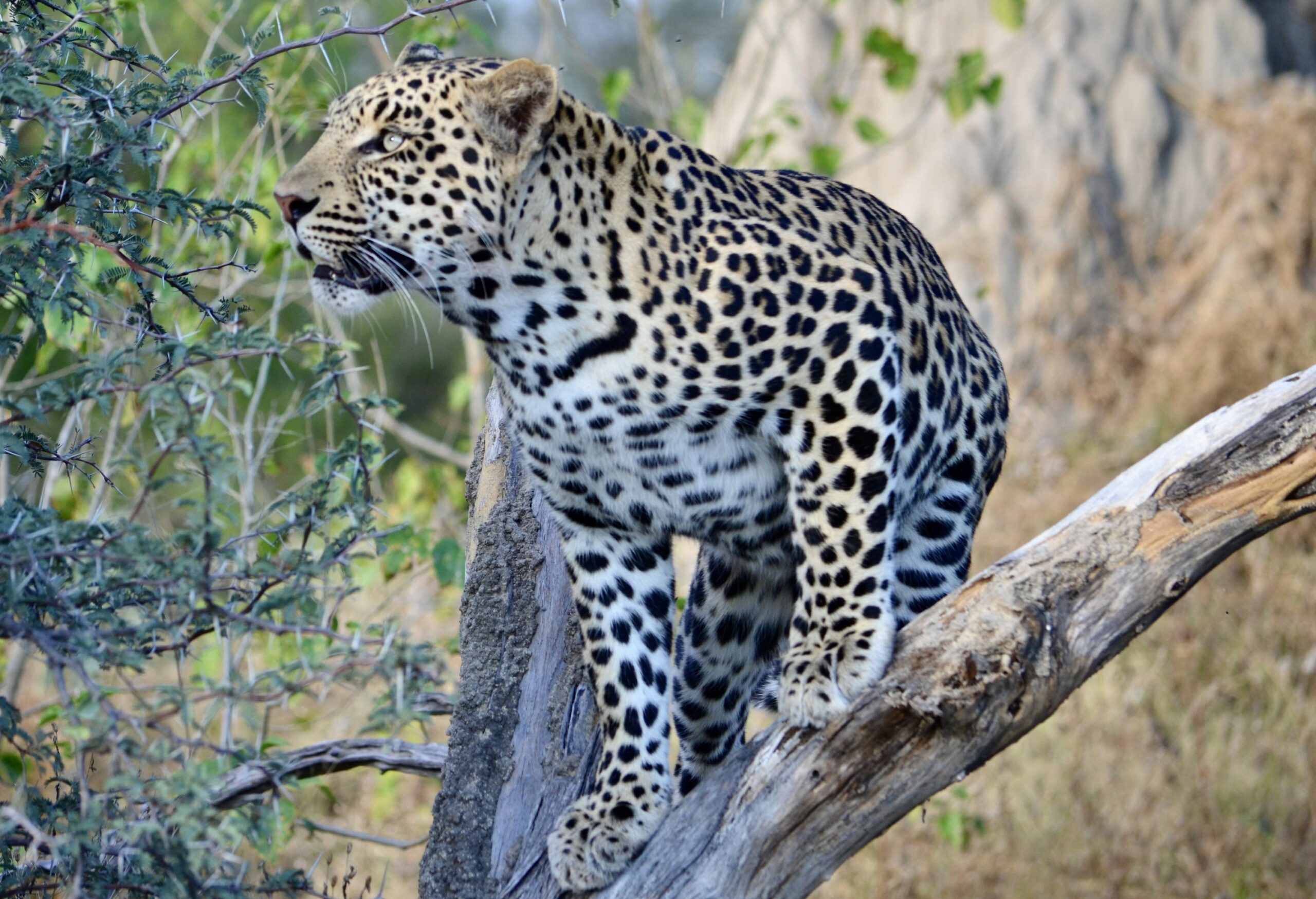 https://www.trackssafaris.co.uk/wp-content/uploads/2022/06/DSC_5648-scaled.jpeg