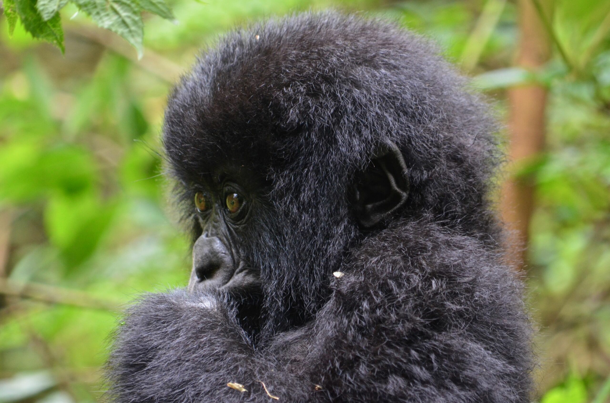 https://www.trackssafaris.co.uk/wp-content/uploads/2022/06/DSC_63522-scaled.jpg