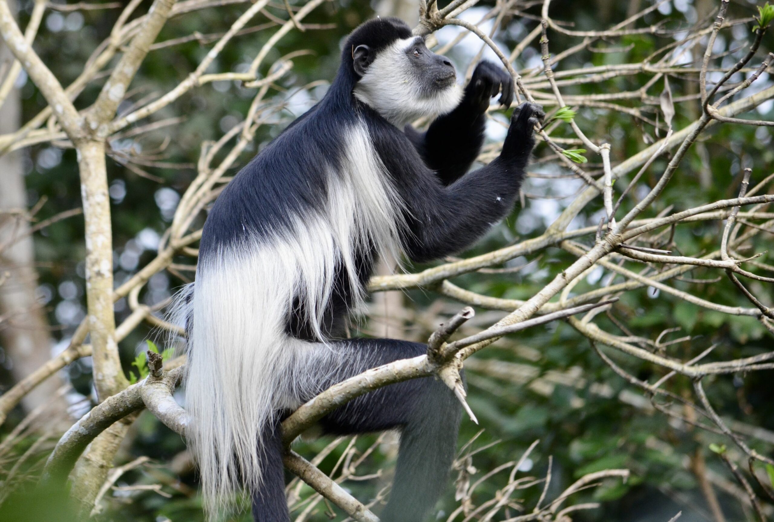 https://www.trackssafaris.co.uk/wp-content/uploads/2022/06/DSC_6381-scaled.jpeg