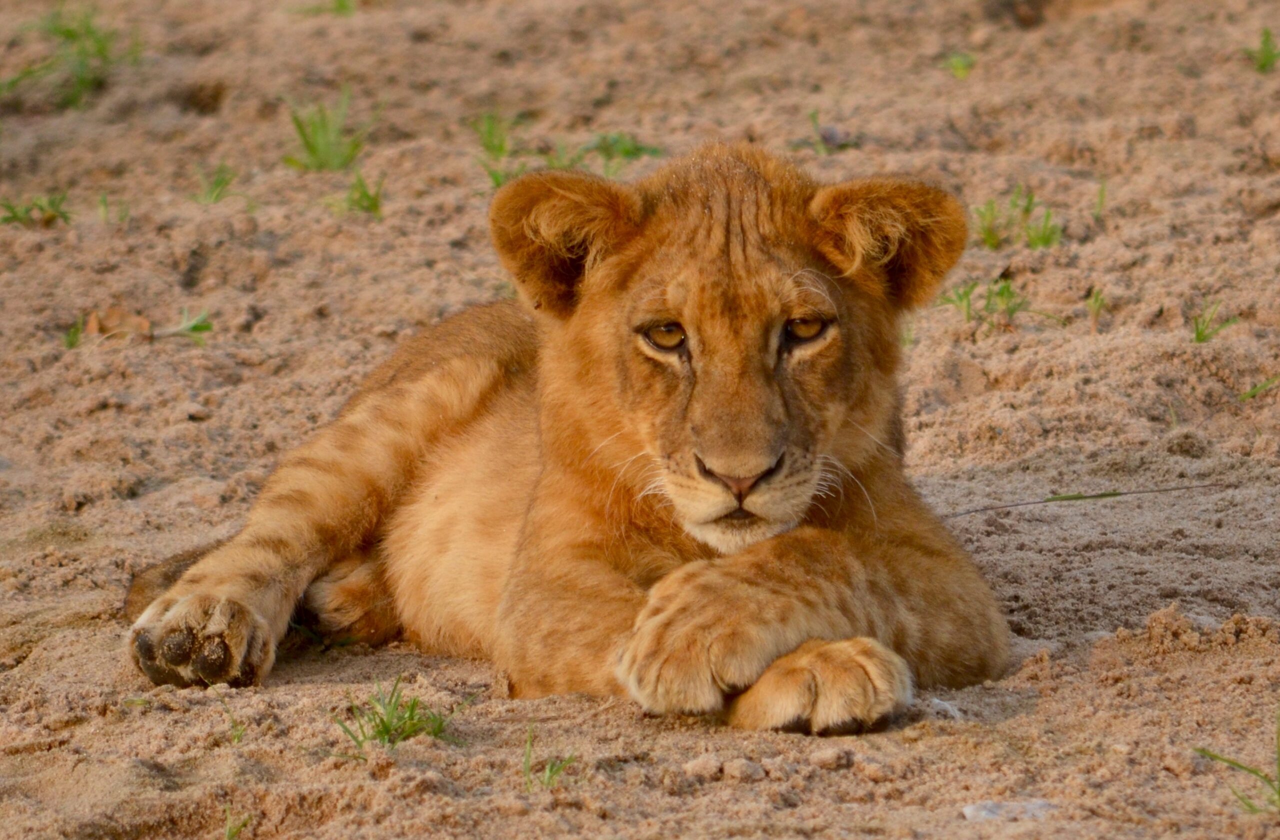 https://www.trackssafaris.co.uk/wp-content/uploads/2022/06/DSC_65341-copy-2-scaled.jpg