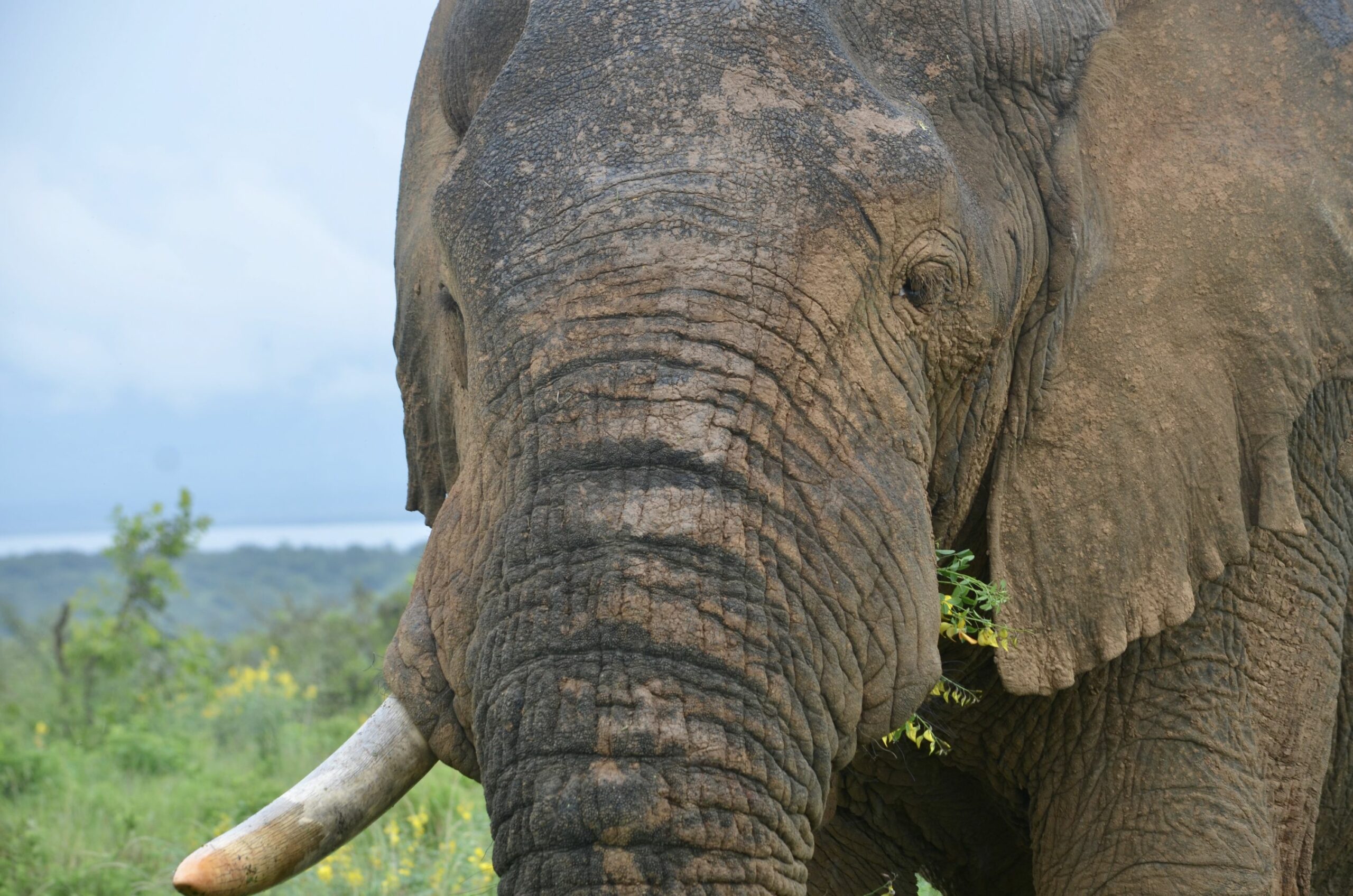 https://www.trackssafaris.co.uk/wp-content/uploads/2022/06/DSC_6636-scaled.jpeg