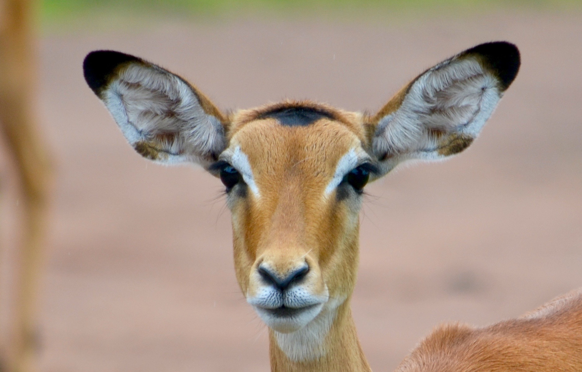 https://www.trackssafaris.co.uk/wp-content/uploads/2022/06/DSC_6650-copy-23.jpg