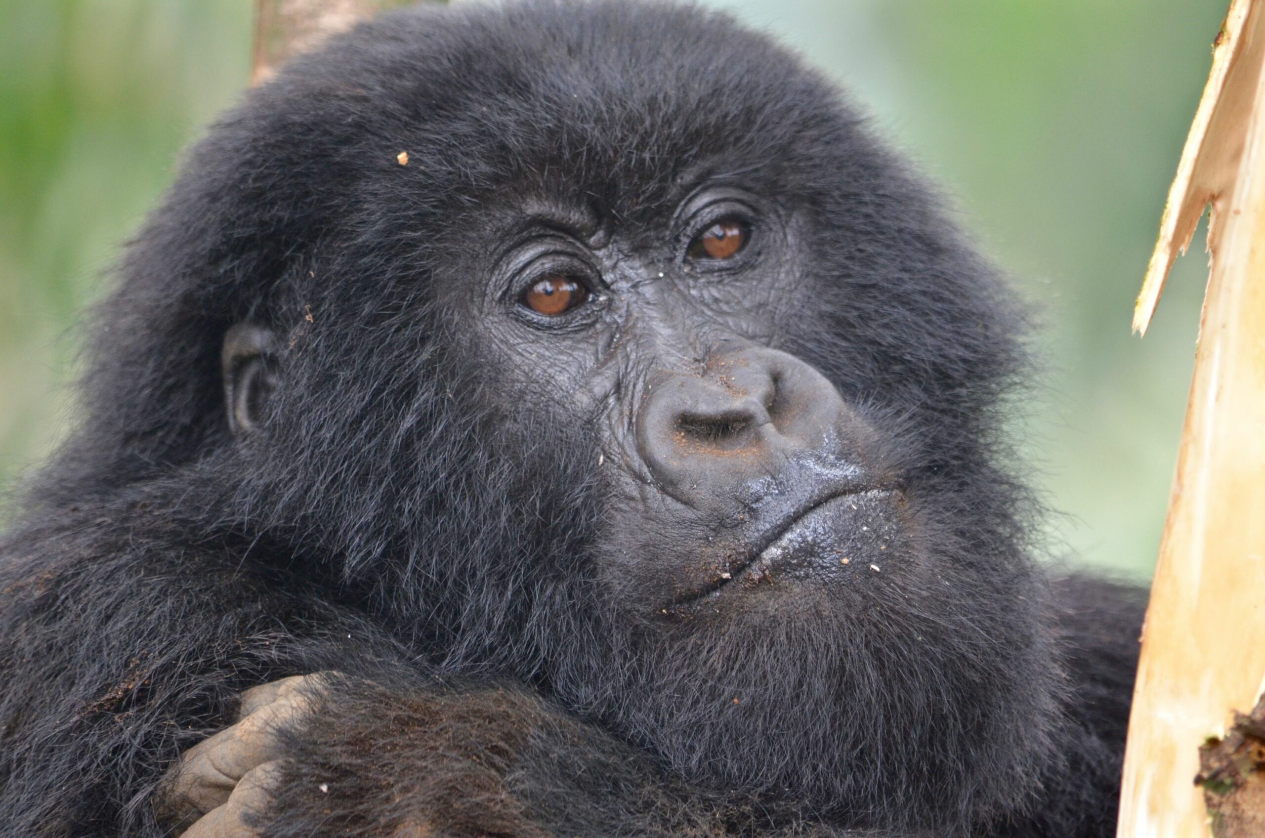 https://www.trackssafaris.co.uk/wp-content/uploads/2022/06/DSC_6814-copy-22-scaled.jpg
