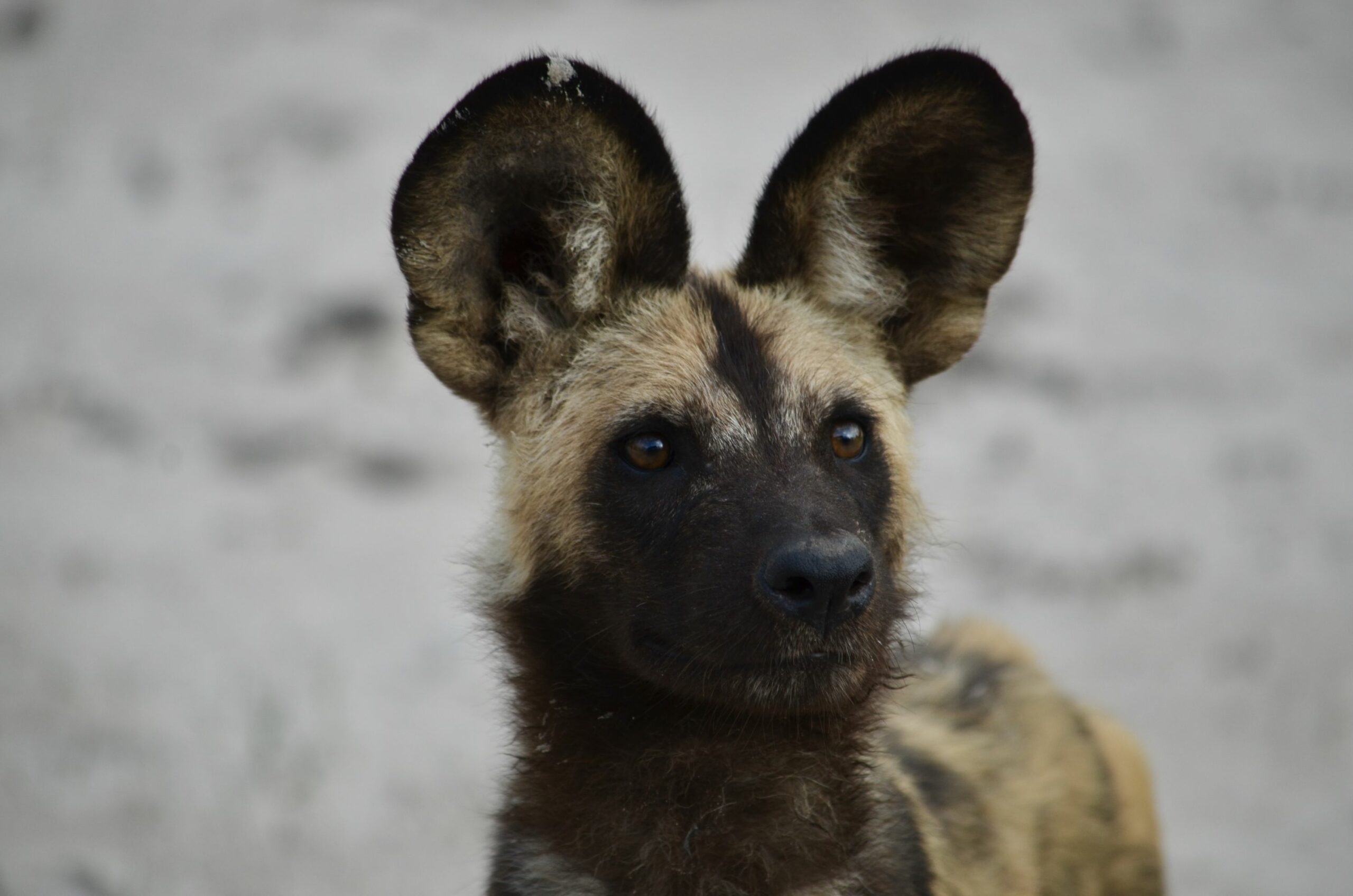 https://www.trackssafaris.co.uk/wp-content/uploads/2022/06/DSC_7173-scaled.jpeg