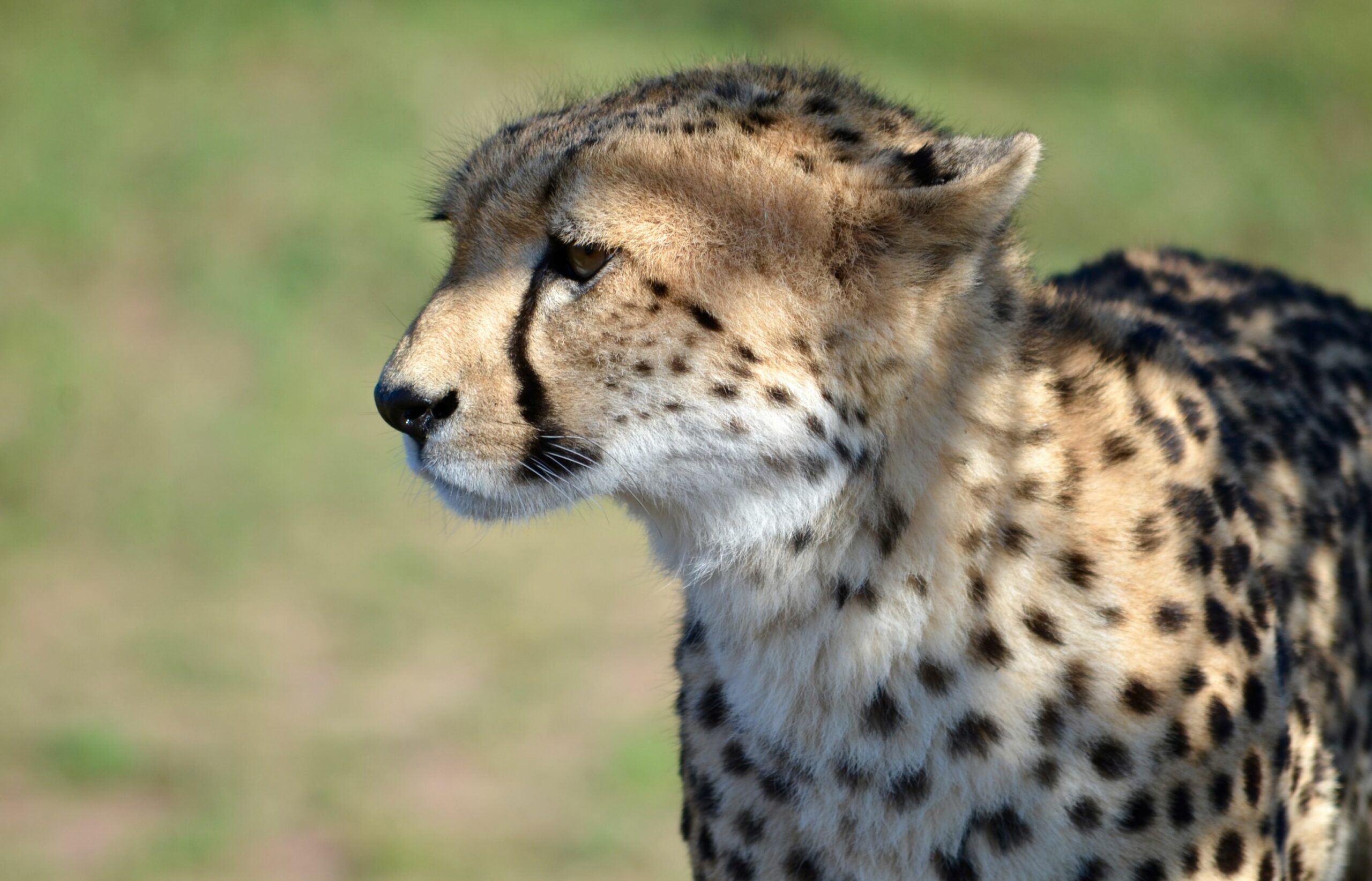 https://www.trackssafaris.co.uk/wp-content/uploads/2022/06/DSC_8696-scaled.jpg