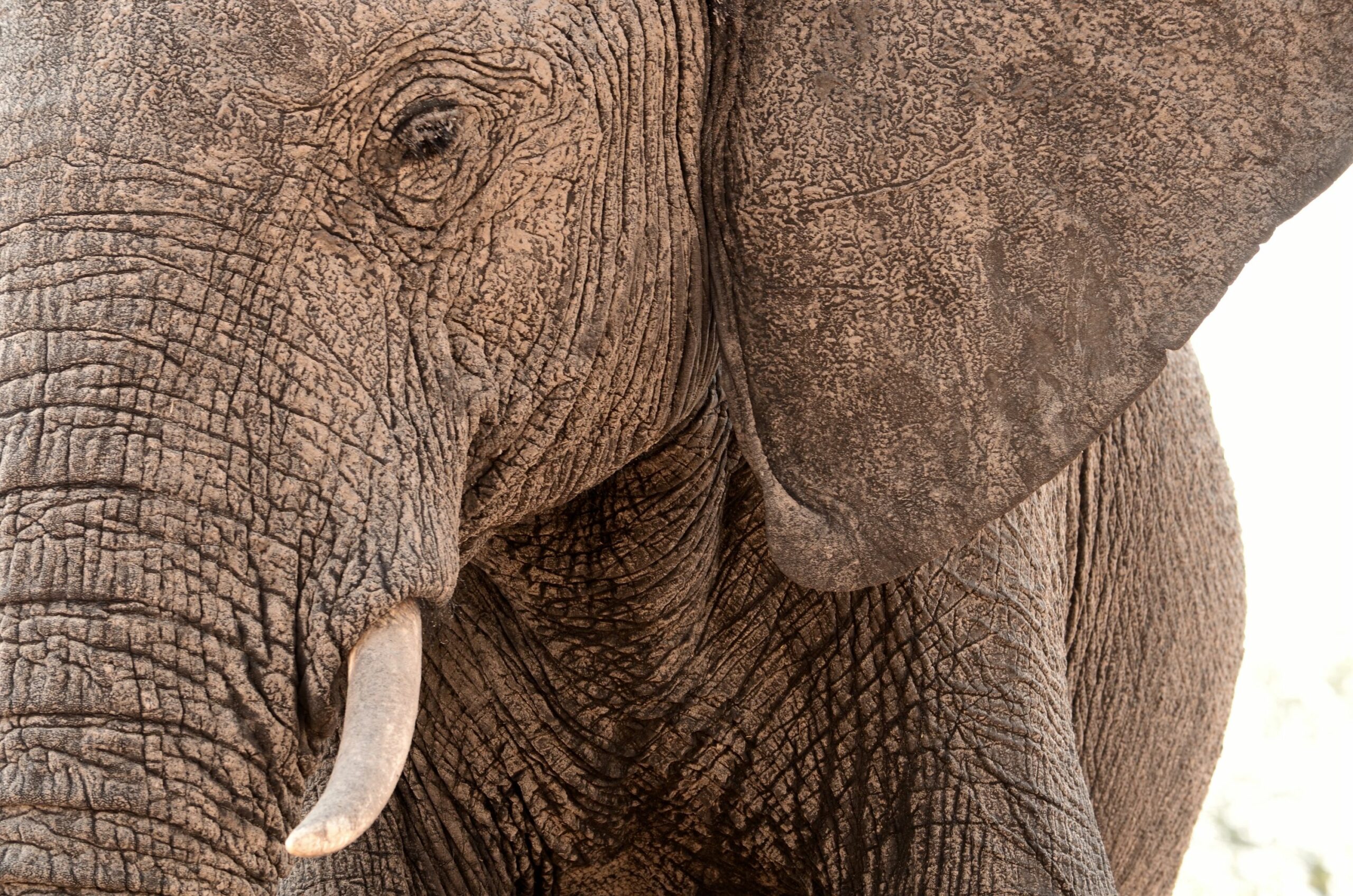 https://www.trackssafaris.co.uk/wp-content/uploads/2022/06/DSC_8966-copy-scaled.jpg