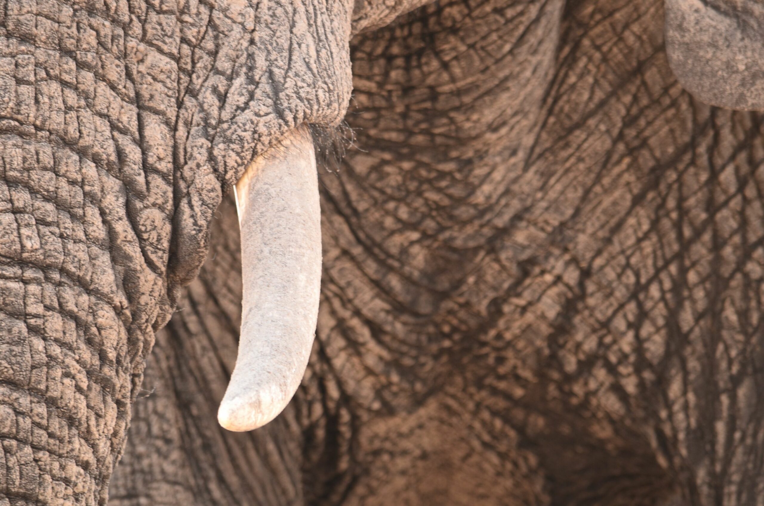 https://www.trackssafaris.co.uk/wp-content/uploads/2022/06/DSC_89701-scaled.jpg