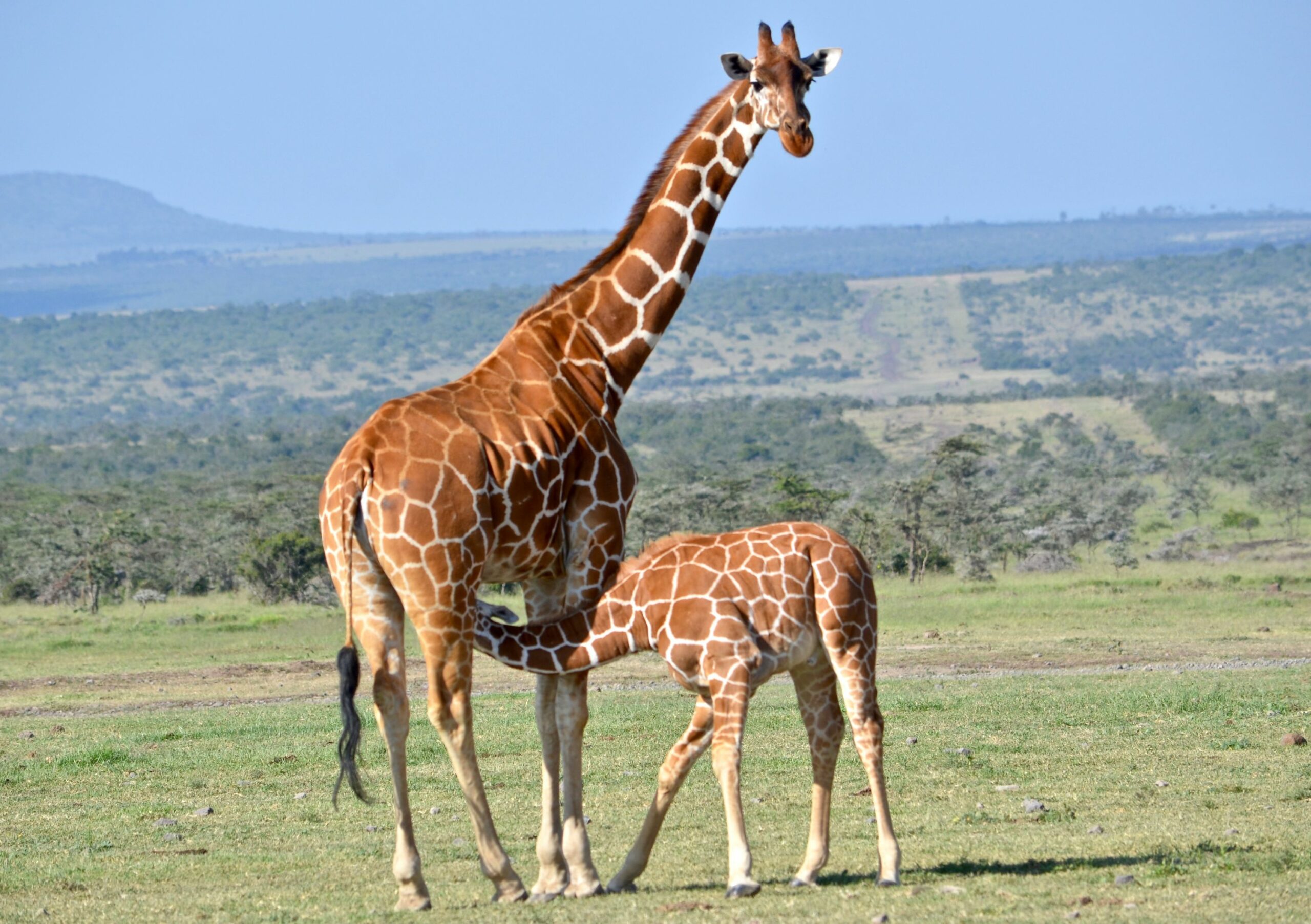 https://www.trackssafaris.co.uk/wp-content/uploads/2022/06/DSC_9731-scaled.jpg