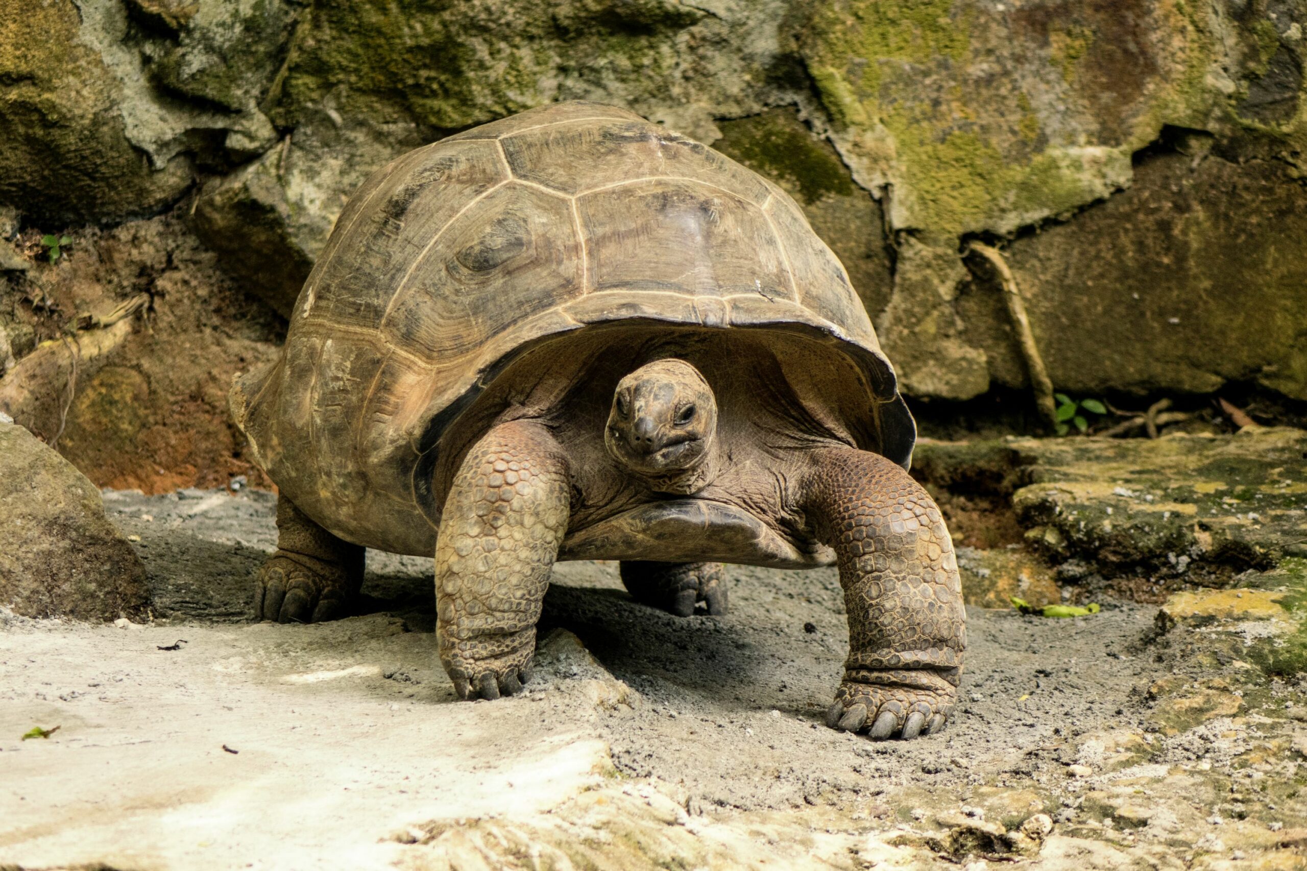 https://www.trackssafaris.co.uk/wp-content/uploads/2022/06/Denis-Private-Island-Giant-Tortoise-2-copy-scaled.jpg