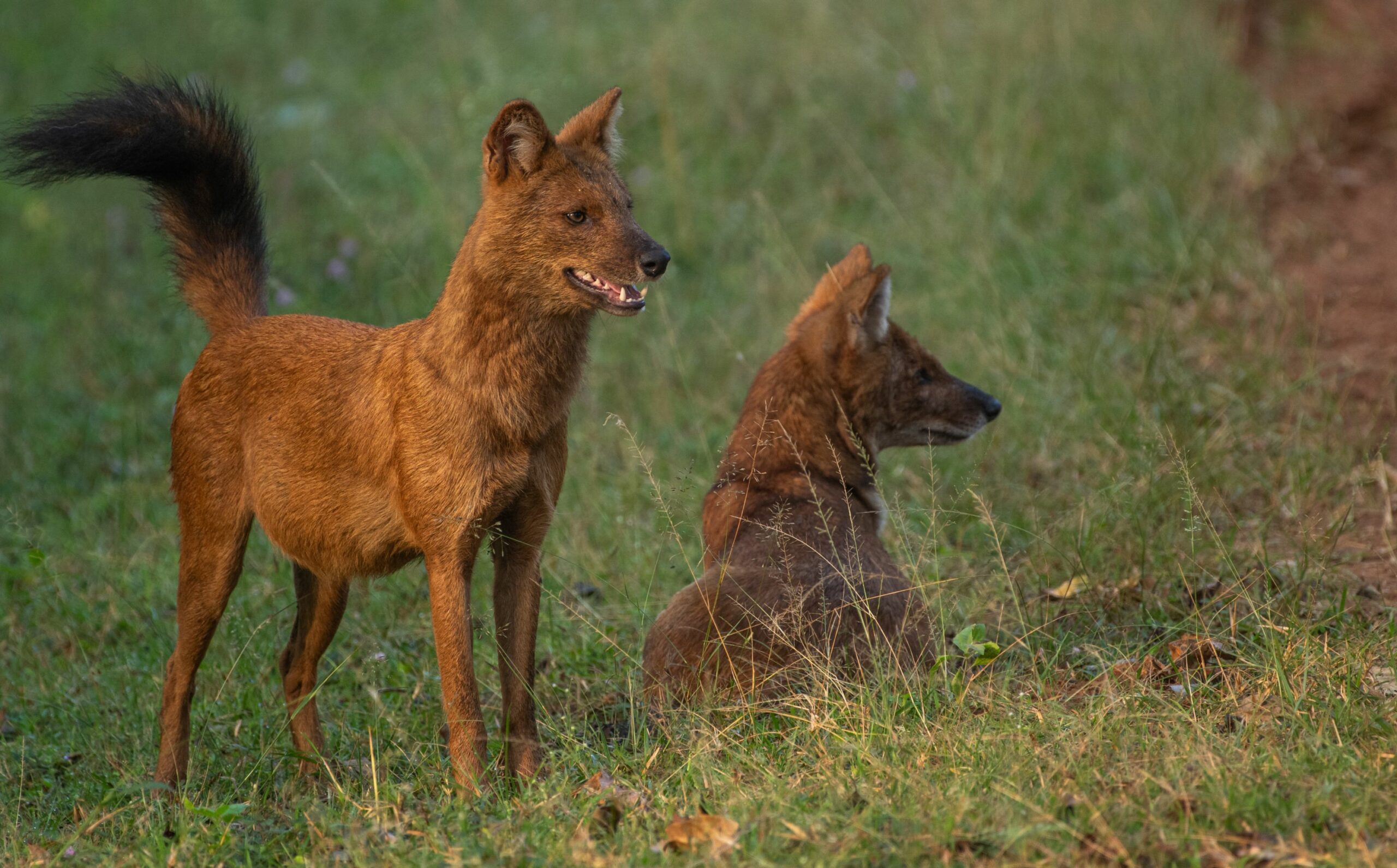 https://www.trackssafaris.co.uk/wp-content/uploads/2022/06/Dhole-scaled.jpg