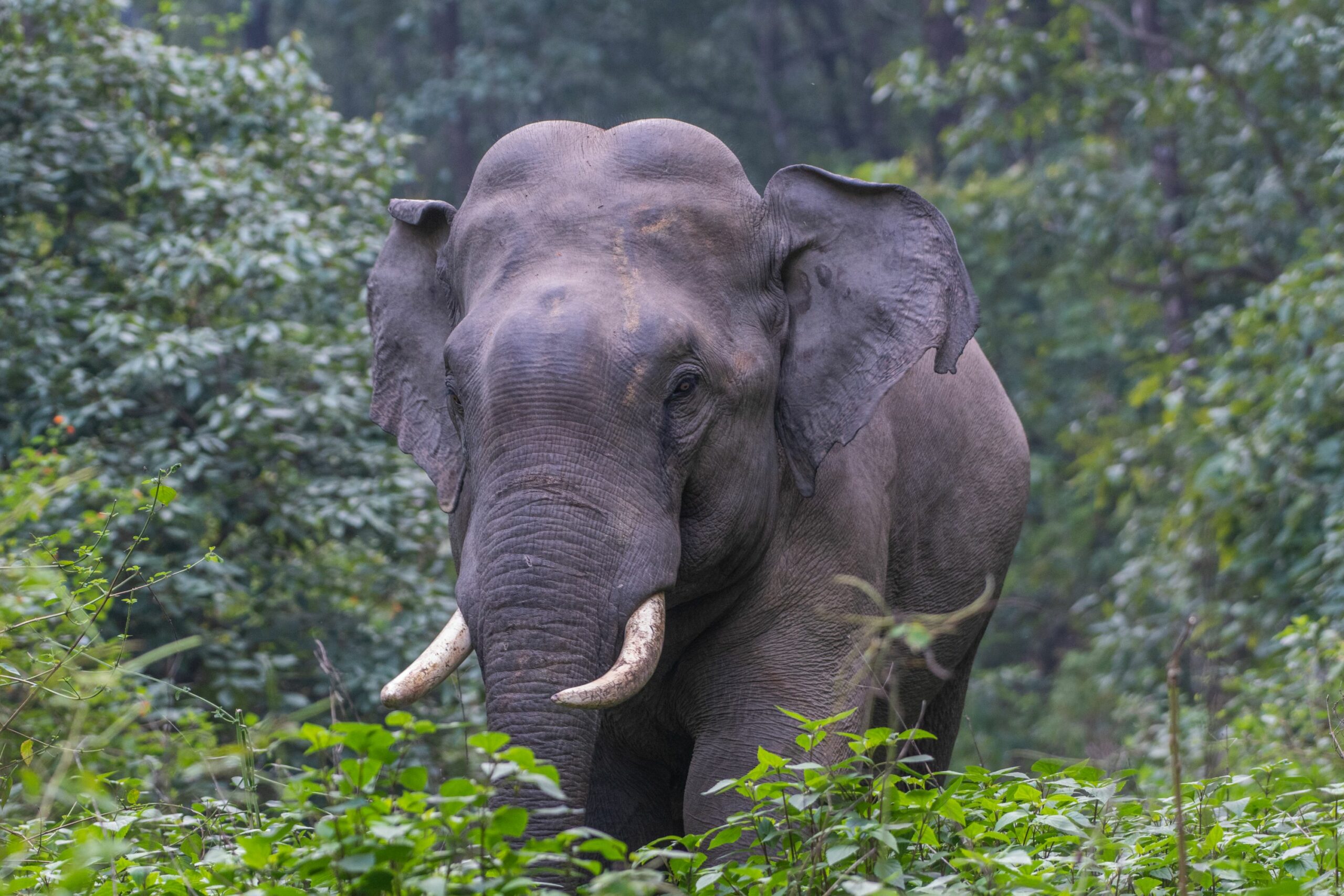 https://www.trackssafaris.co.uk/wp-content/uploads/2022/06/ELEPHANT-VARUN-CORBETT-scaled.jpg