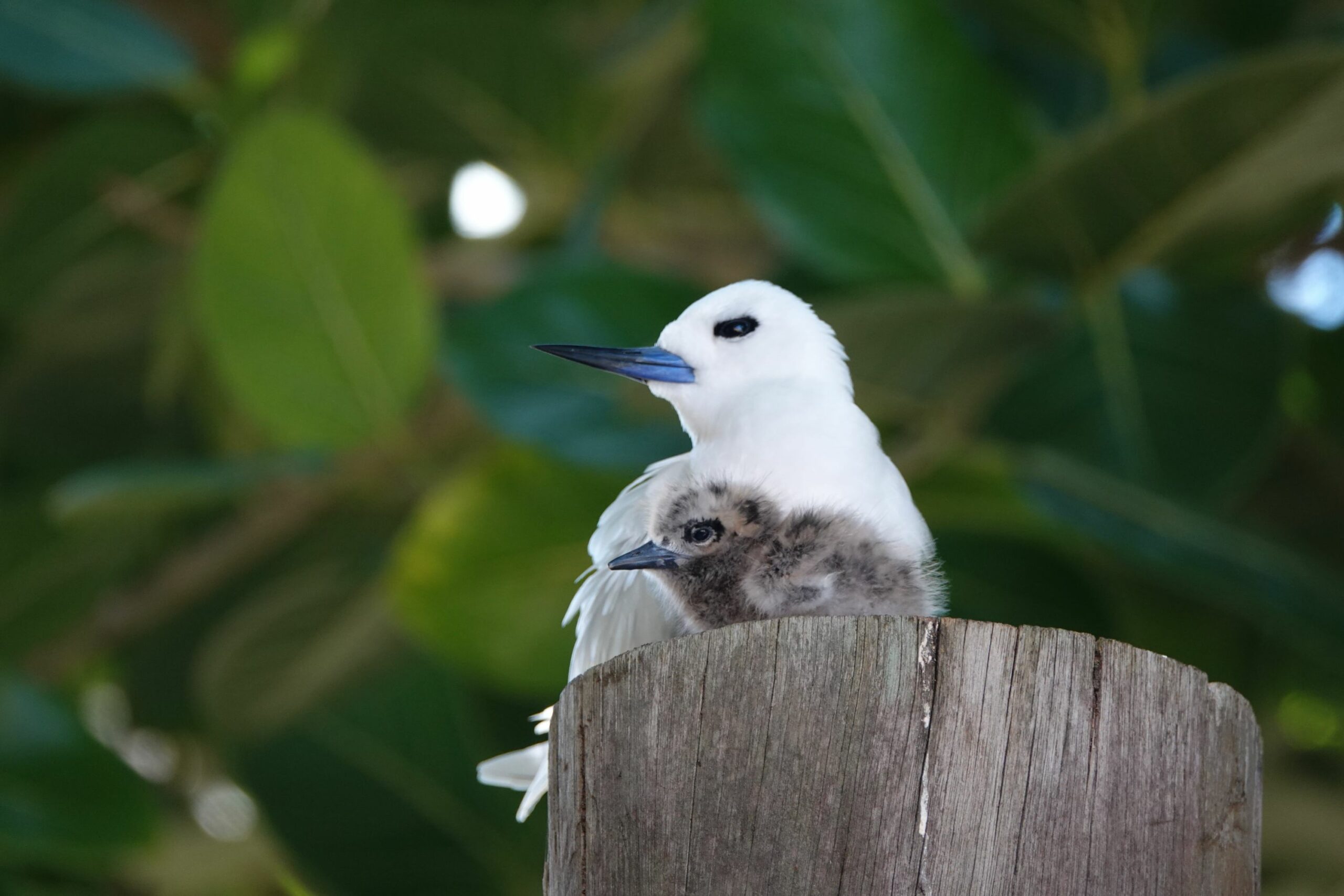 https://www.trackssafaris.co.uk/wp-content/uploads/2022/06/FIP_Conservation_bird_6-copy-scaled.jpg